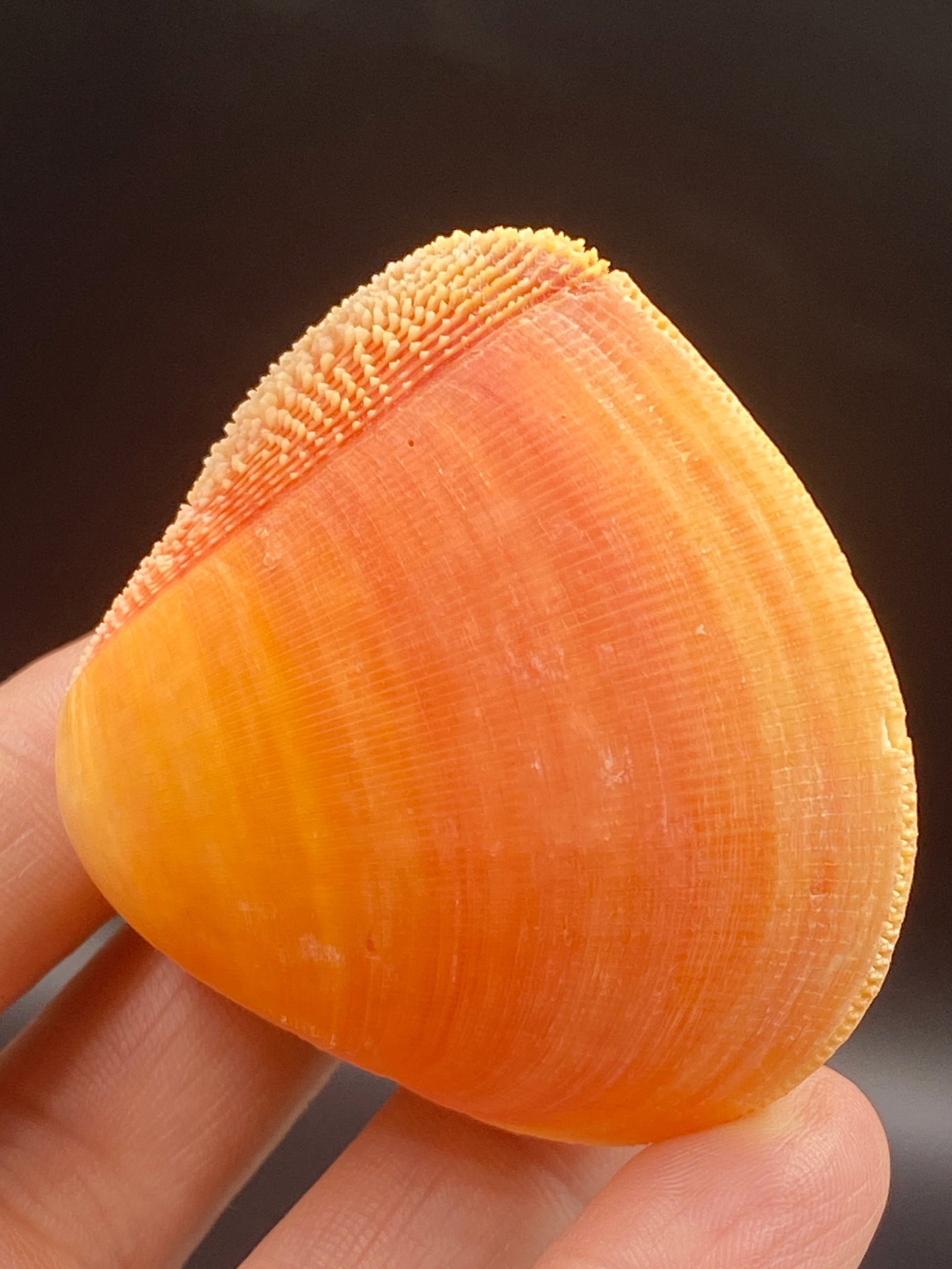 Seashell, Ocean, Beach, Natural, Decor, Collectible, Specimen: Cardium Beechei Philippines
