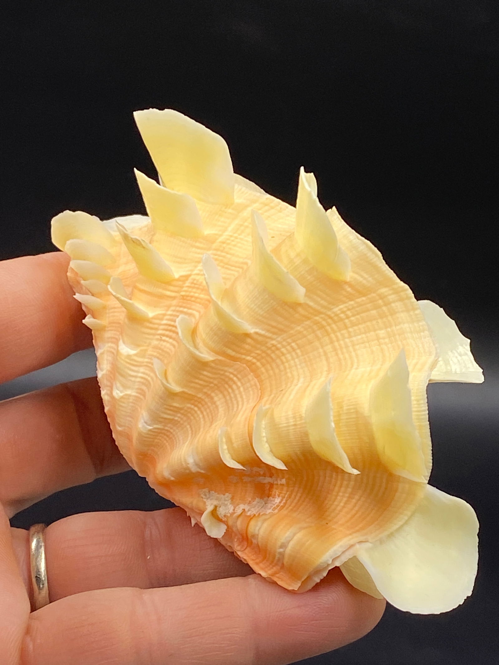 Seashell, Ocean, Beach, Natural, Decor, Collectible, Specimen (1 of 5)