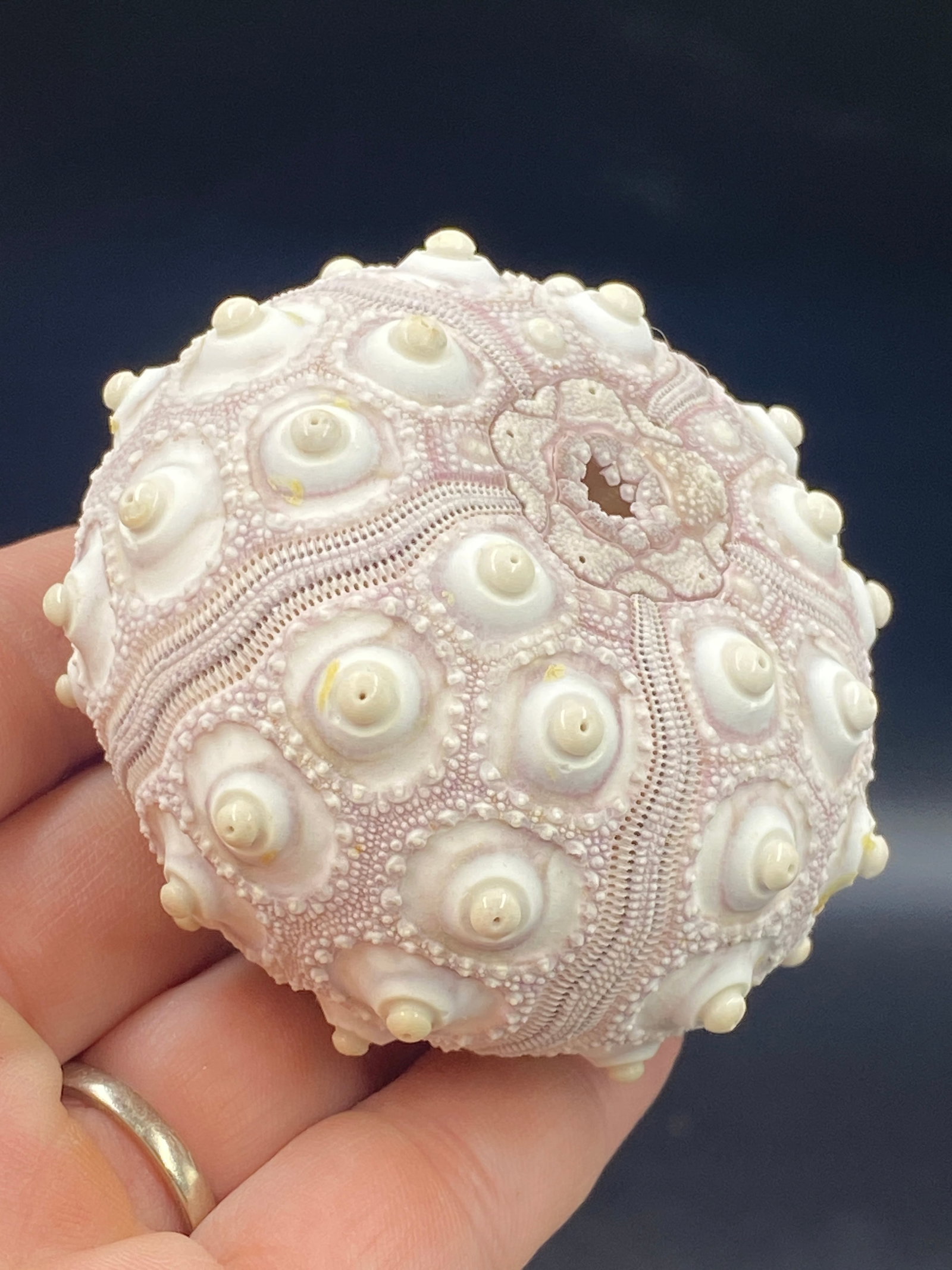 Urchin, Seashell, Ocean, Beach, Natural, Decor, Collectible, Specimen: Sea Urchin "Sputnik" Prionocidaris Baculosa Philippines