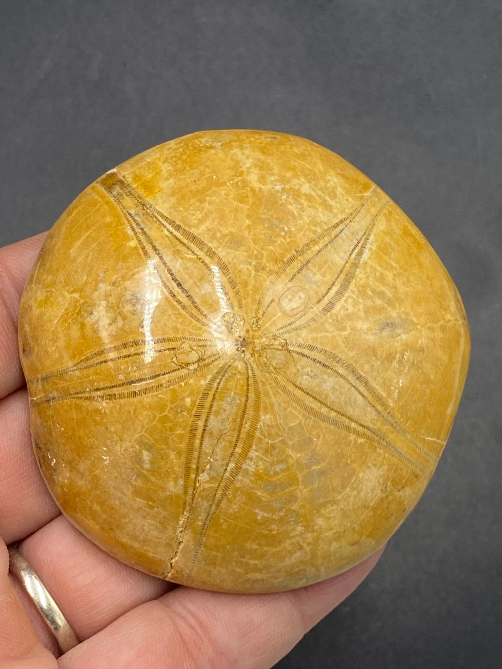 Sandollar, Seashell, Ocean, Beach, Natural, Decor, Collectible, Specimen: Fossil Sandollar 2 M.Y.O. Madagascar