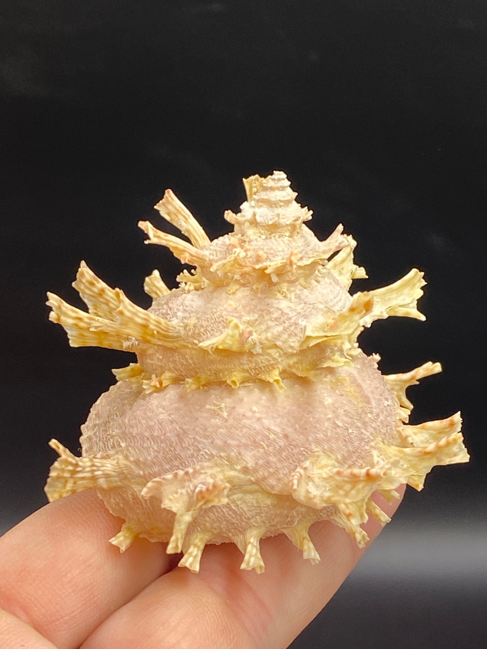 Seashell, Ocean, Beach, Natural, Decor, Collectible, Specimen: Astrea Girgyllus Philippines