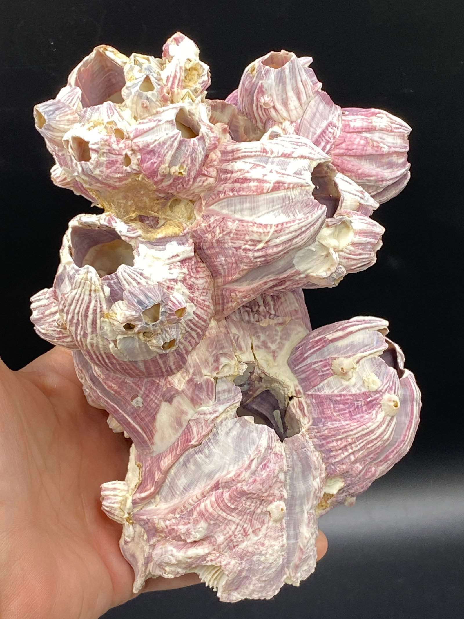 Seashell, Ocean, Beach, Natural, Decor, Collectible, Specimen: Red Zebra Barnacle Philippines 14oz