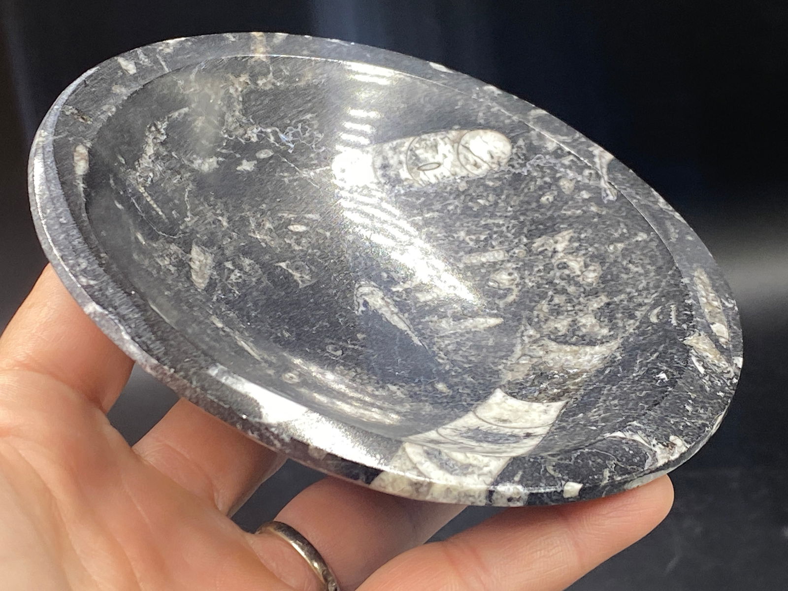 Orthoceras, Fossil, Rock, Natural, Decor, Collectible, Bowl: Orthoceras Bowl Devonian Morocco