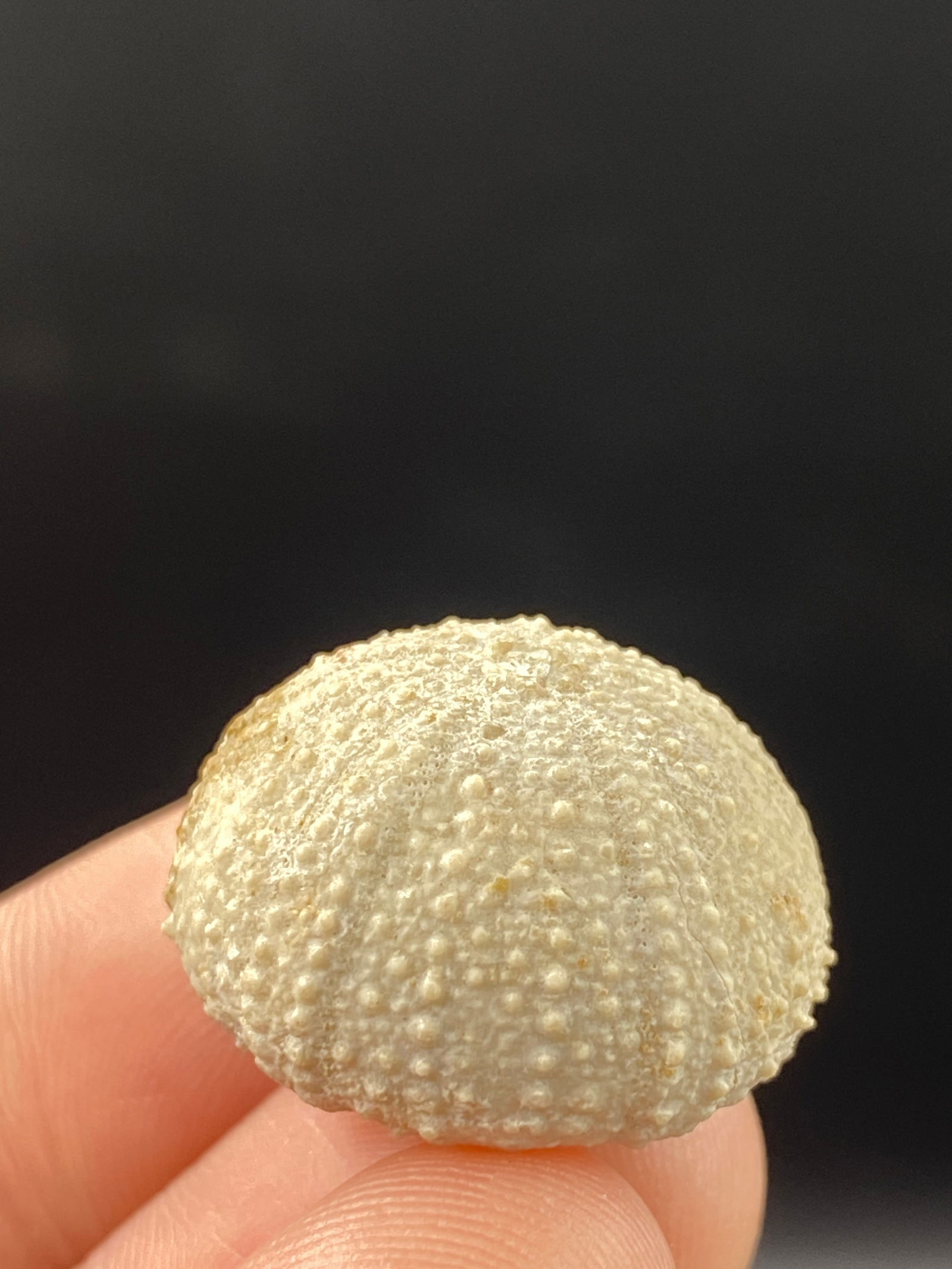 Echinoid, Fossil, Rock, Natural, Decor, Collectible,: Fossil Echinoid Morocco