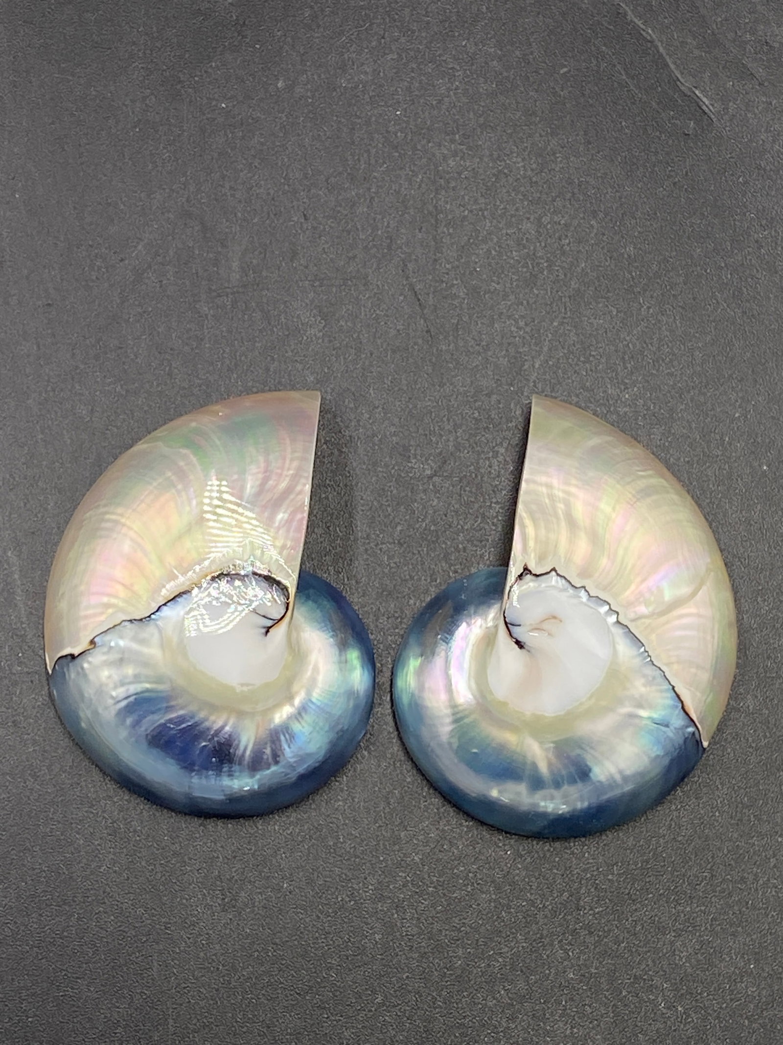 Seashell, Ocean, Beach, Natural, Decor, Collectible, Jewelry, Art: 2 Nautilus Cores Jewelry/Art