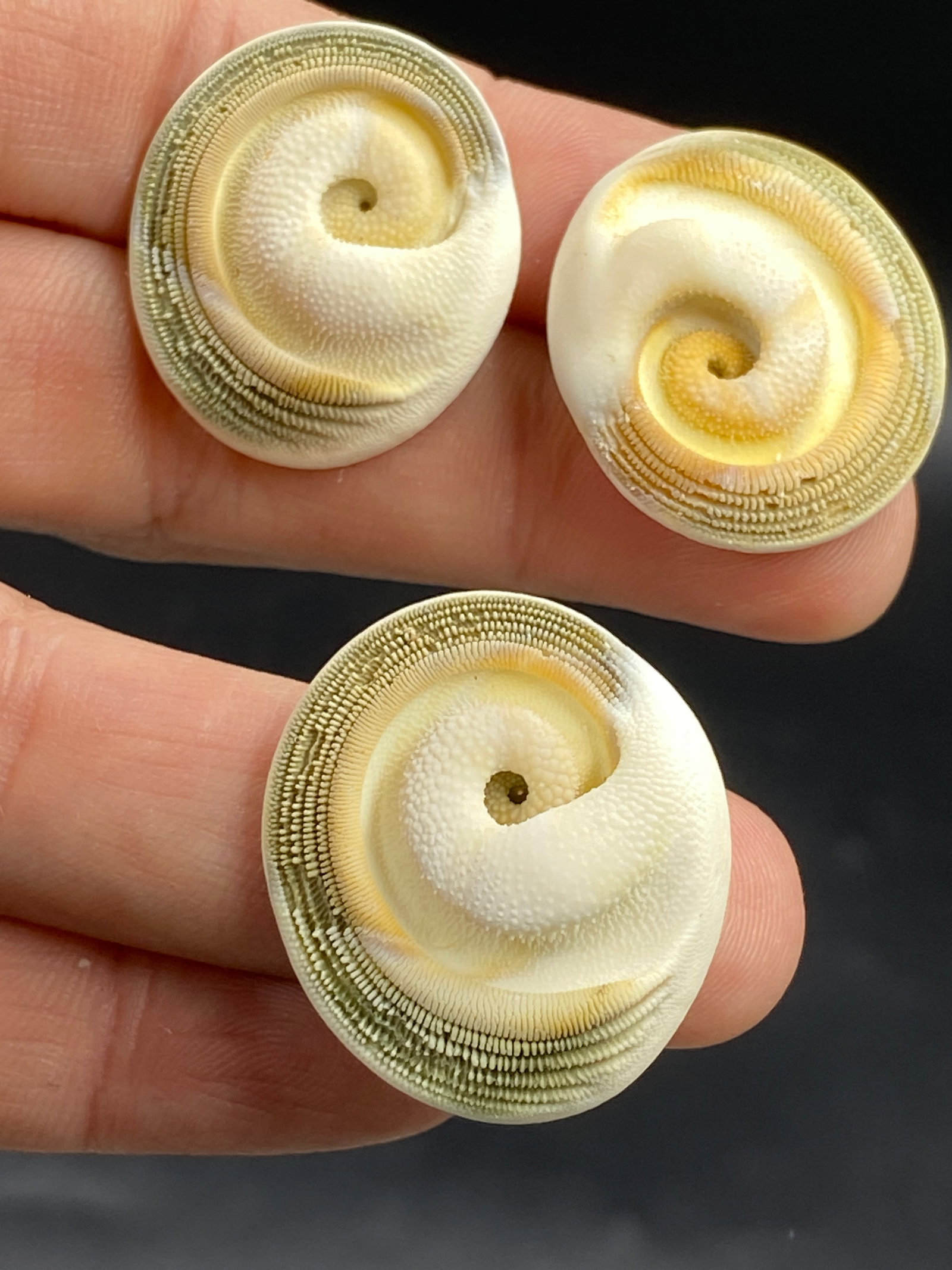Seashell, Ocean, Beach, Natural, Decor, Collectible, Jewelry: Turbo Fluctosa Operculums Jewelry Grade