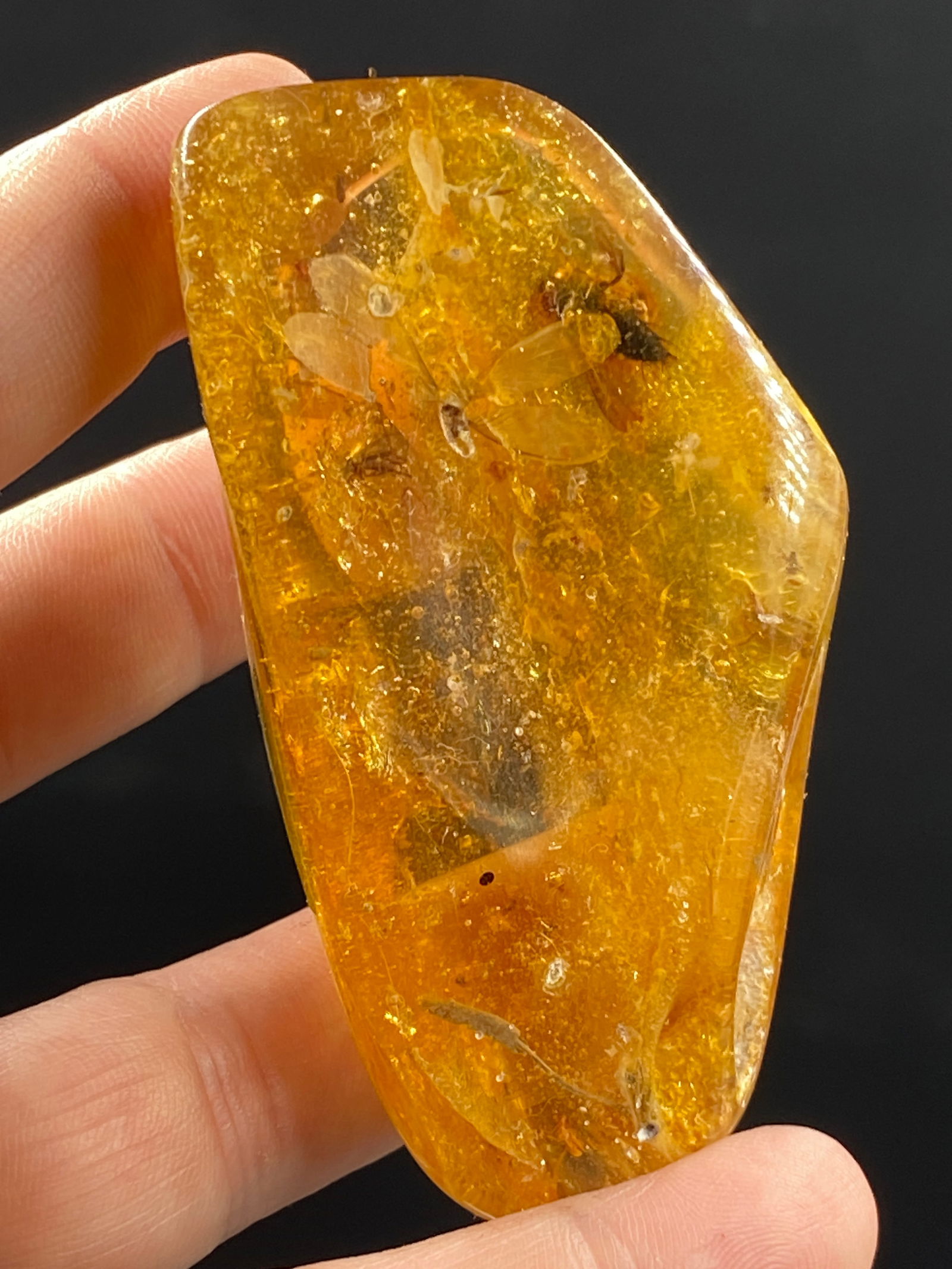 Amber, Fossil, Natural, Collectible, Specimen, Insect: Fossil Insects Winged Termites Amber "Variety Copal" 10-11 M.Y.O. Colombia, South America 31g