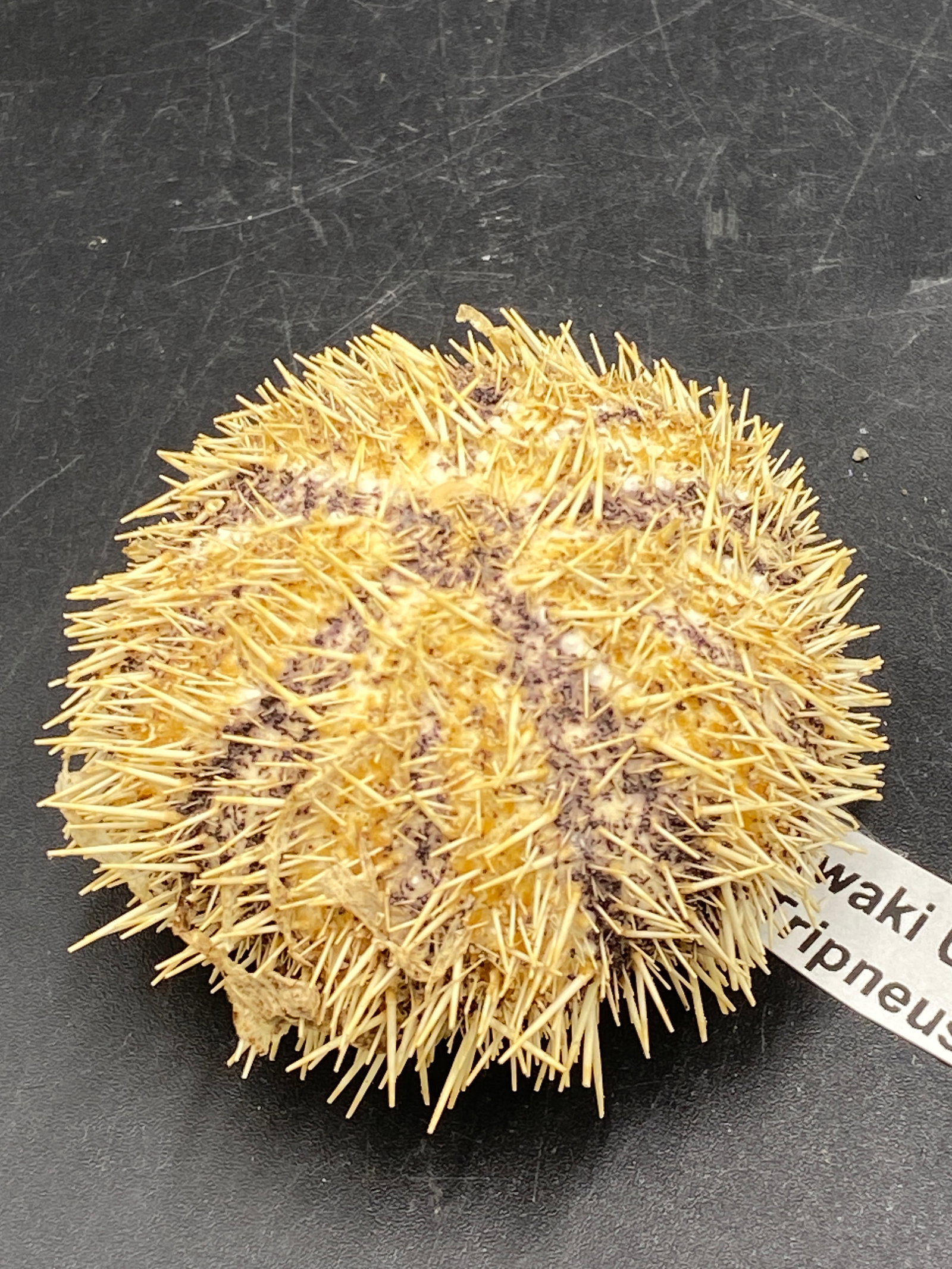 Seashell, Ocean, Beach, Natural, Decor, Collectible, Specimen: Swaki Urchin Tripneustis Greitilla Philippines