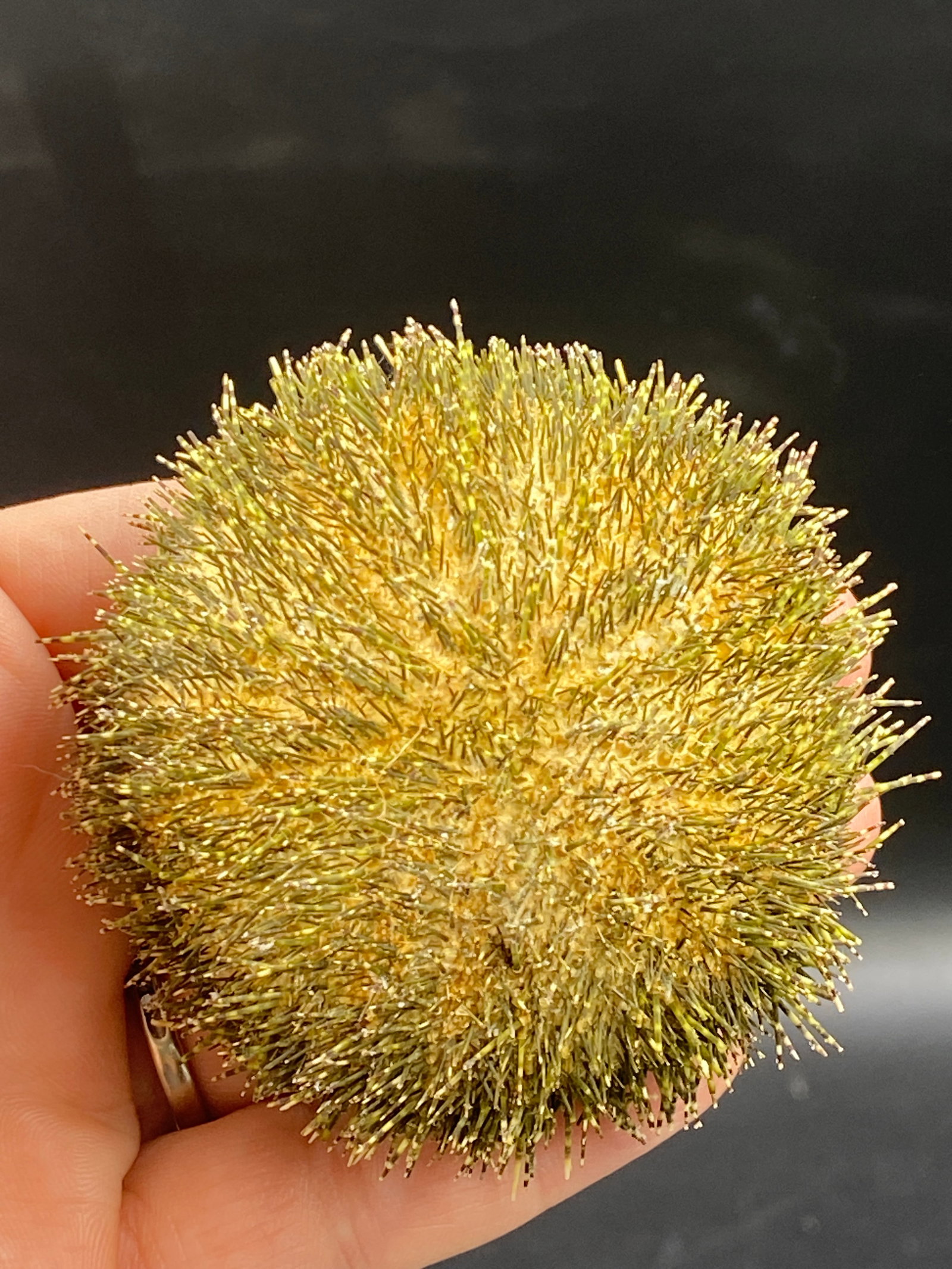 Seashell, Ocean, Beach, Natural, Decor, Collectible, Specimen: Green Sea Urchin Salmacis Sphaeroides