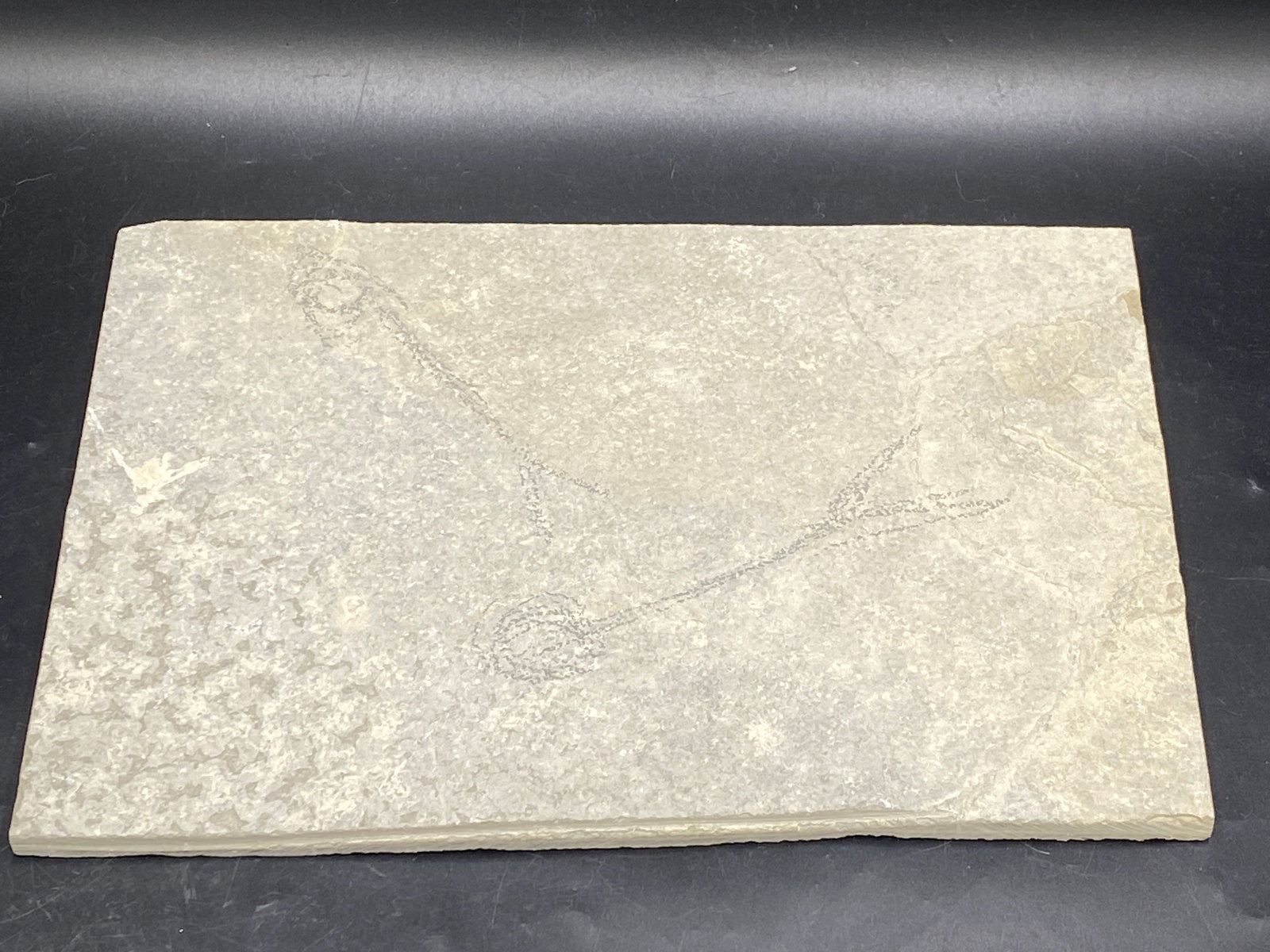 Fish, Fossil, Rock, Natural, Decor, Collectible, Specimen, Green River Formation, (1 of 4)