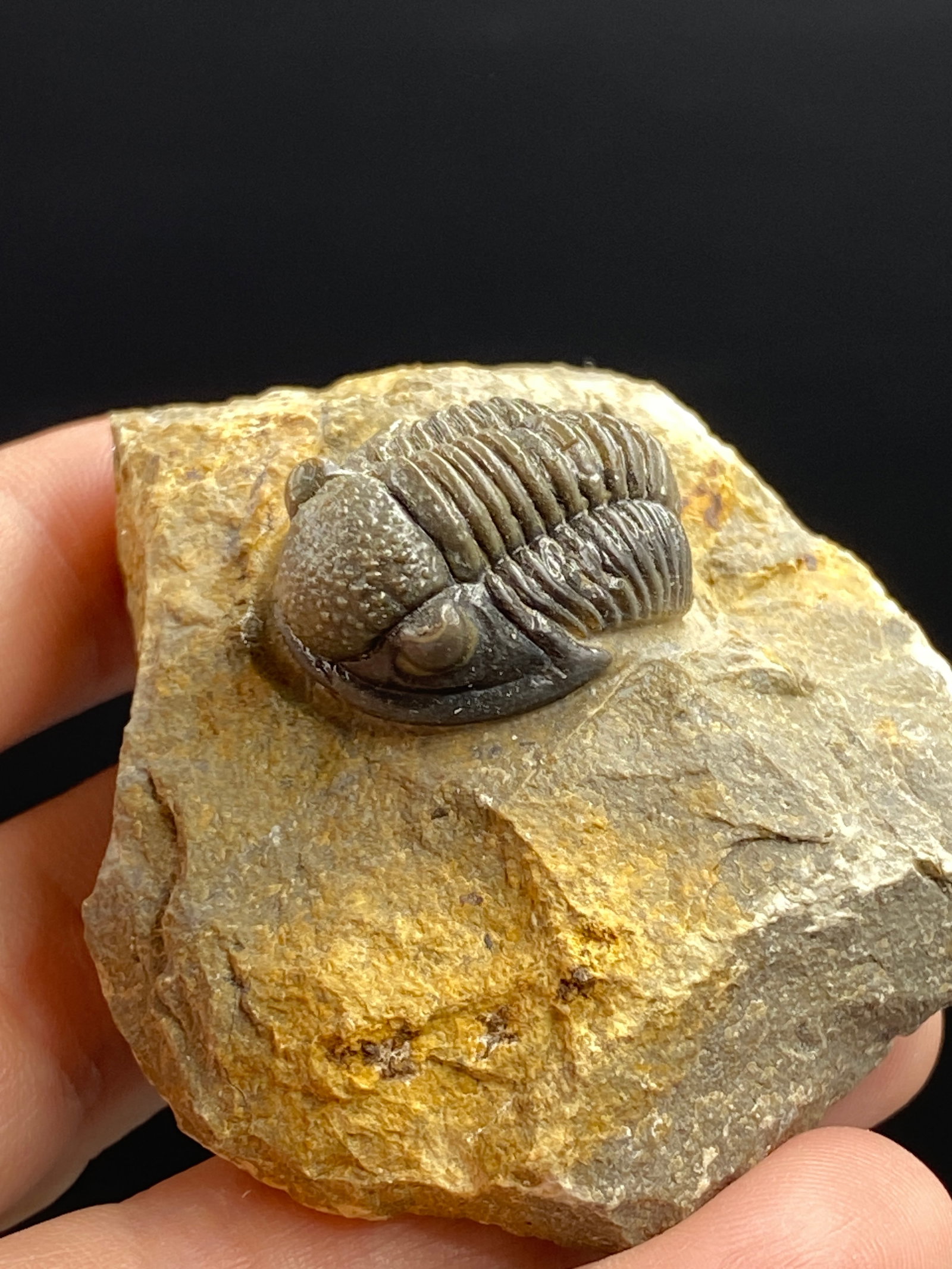 Trilobite, Fossil, Rock, Natural, Collectible, Specimen: Fossil Trilobite Proteous Morocco 3oz