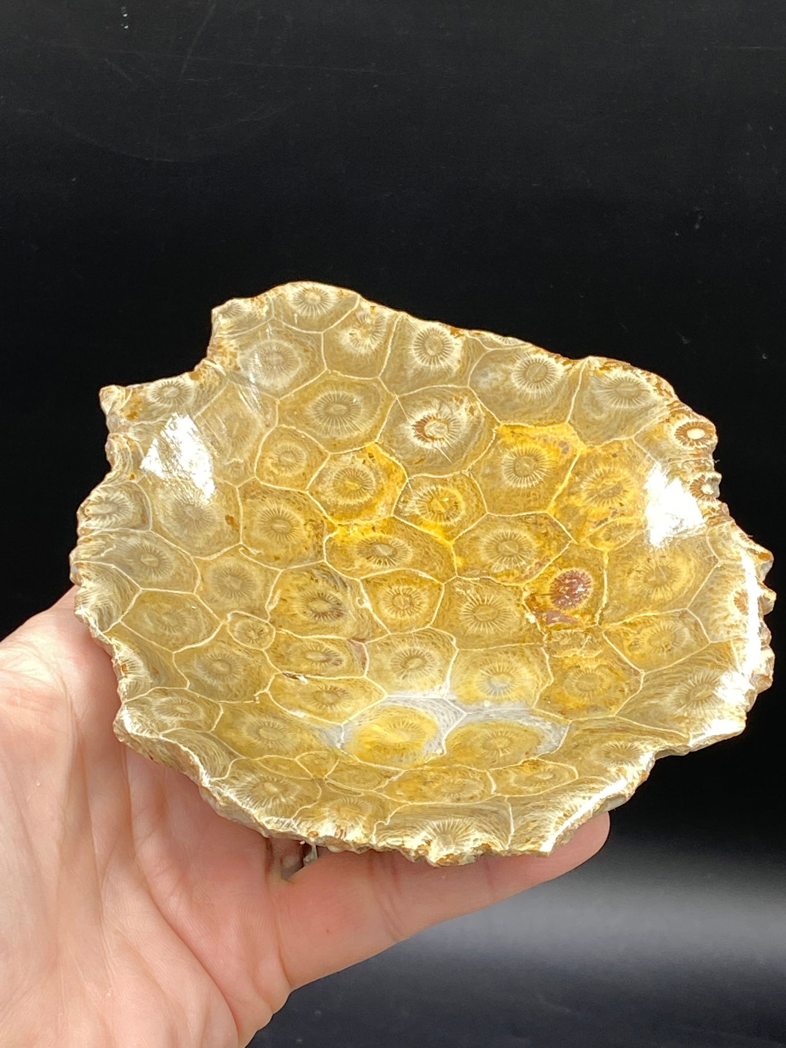 Rock, Crystal, Coral, Fossil, Natural, Decor, Collectible, Carving, Dish (1 of 5)