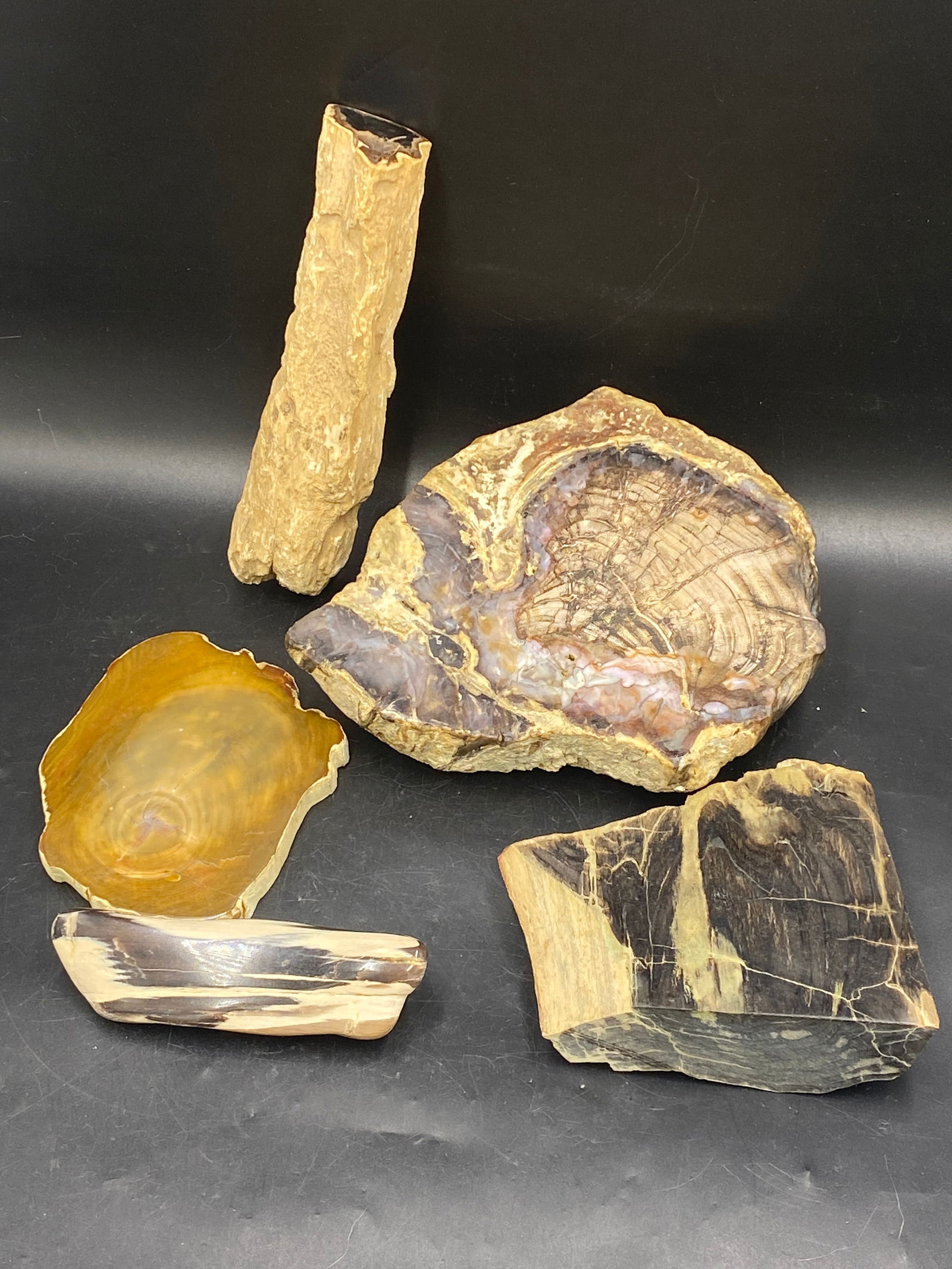 Petrified Wood, Fossil, Rock, Natural, Decor, Collectible,: Petrified Wood Collection Western USA 6lb 9oz