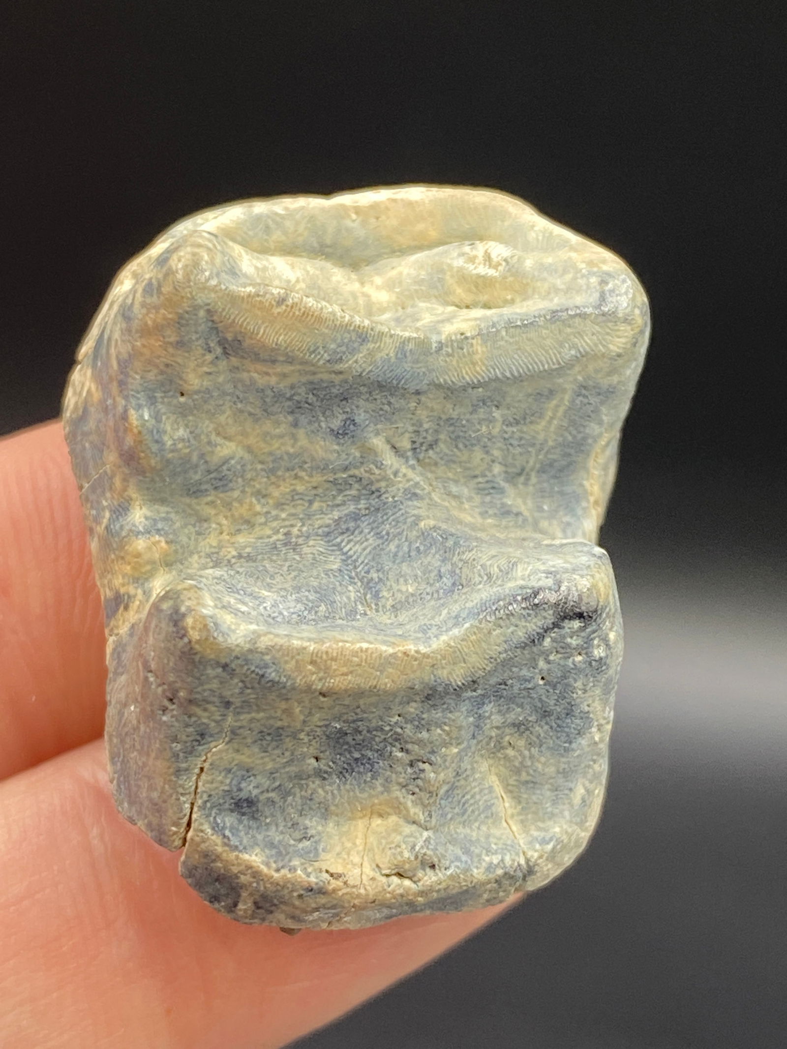 Manatee, Fossil, Natural, Collectible, Specimen, Tooth: Fossil Tooth Manatee FL 1.2"
