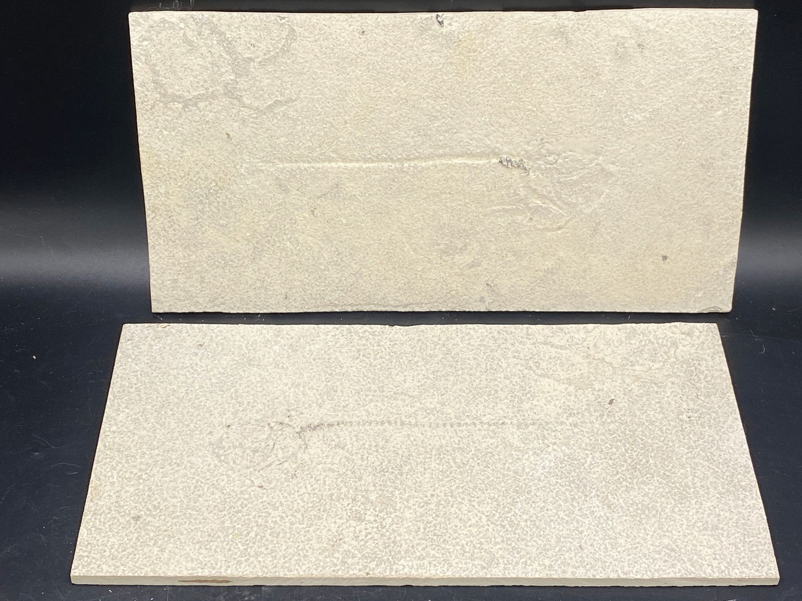 Fish, Fossil, Rock, Natural, Decor, Collectible, Unprepared, Green River Formation,: Positive and Negative Unprepared Fossil Diplomystus dentatus Eocene WY 13.5 x 7"