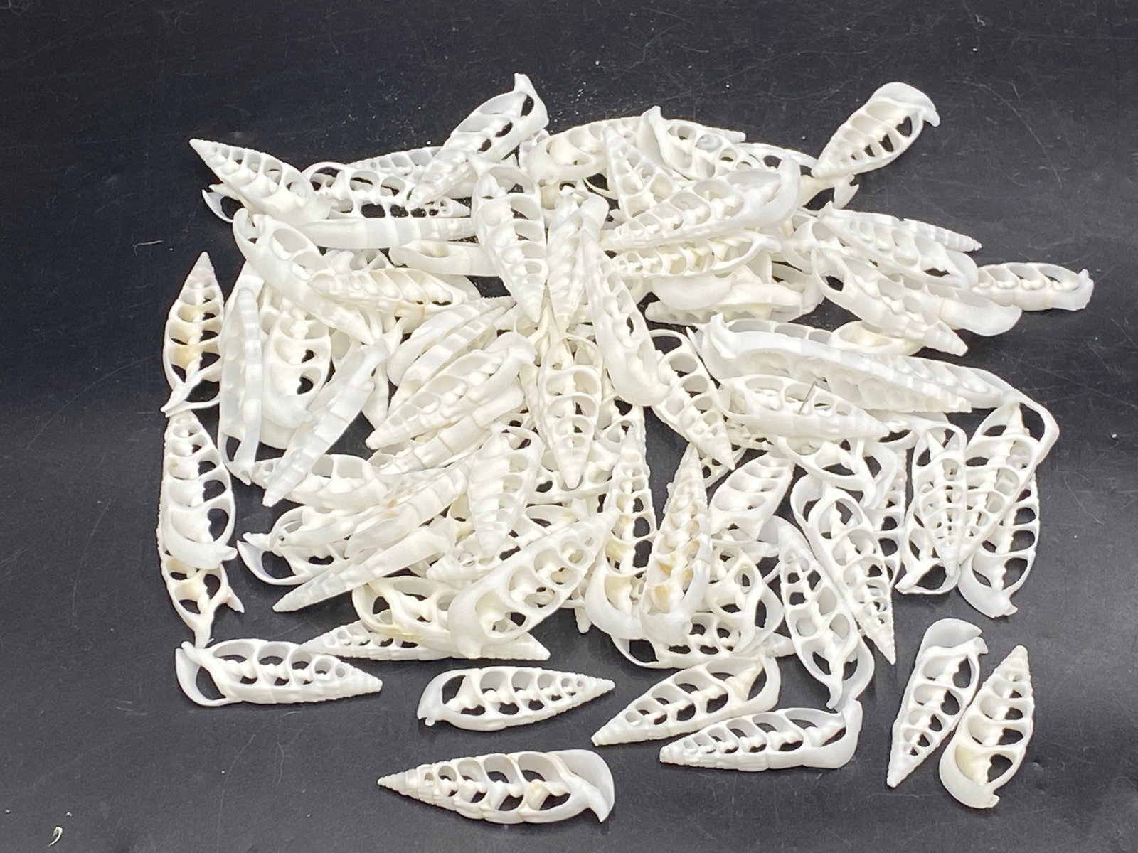 Seashell, Ocean, Beach, Natural, Decor, Collectible, Jewelry: Seashells Sliced for Jewelry Wrap