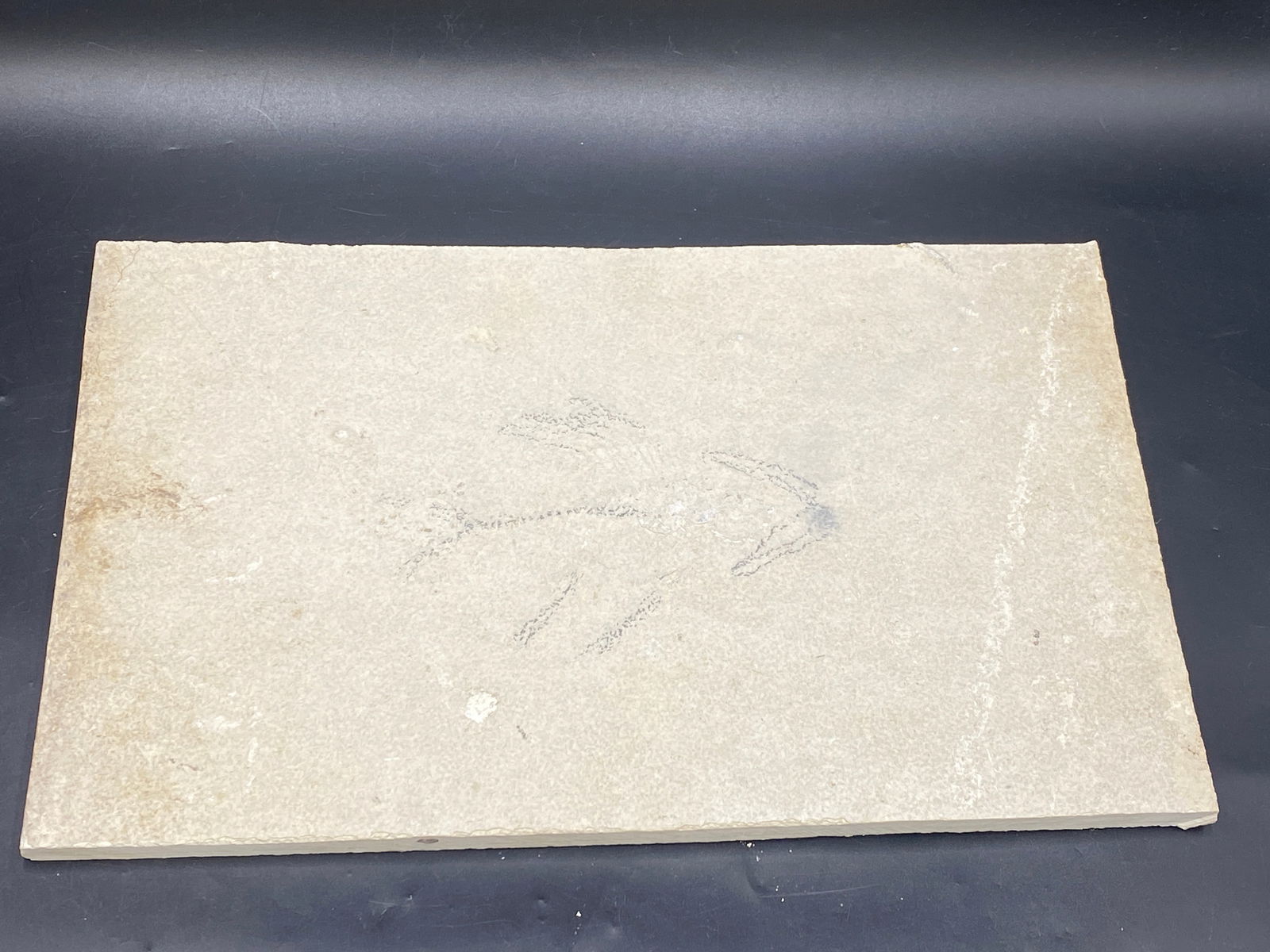 Fish, Fossil, Rock, Natural, Decor, Collectible, Unprepared, Green River Formation,: Fossil Fish (Unprepped) Cockerlites liops Green River Formation, WY 14 x 8.75