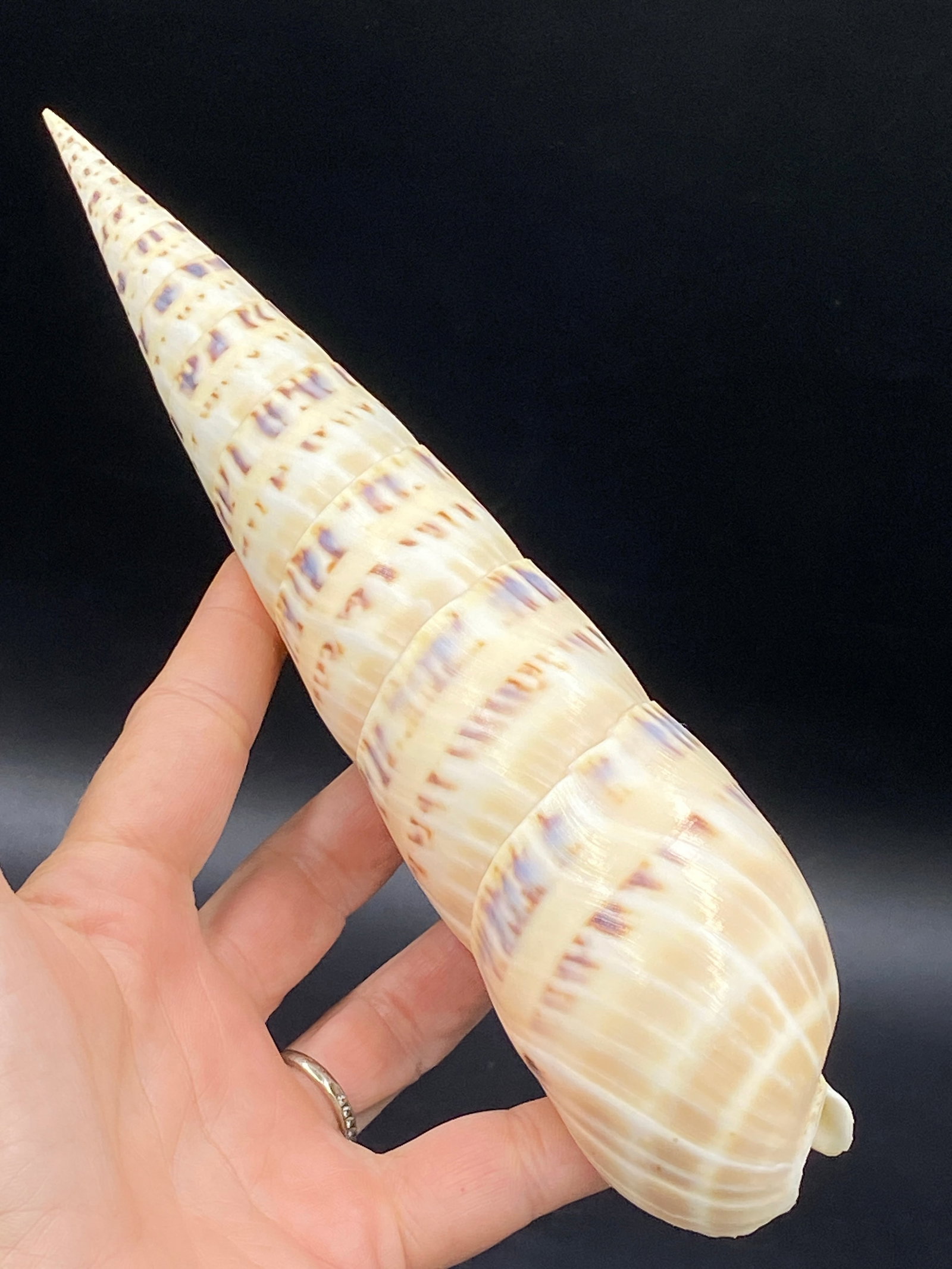 Seashell, Ocean, Beach, Natural, Decor, Collectible, Specimen: Giant Marlin Spike Shell Terebra Maculata Indo-Pacific