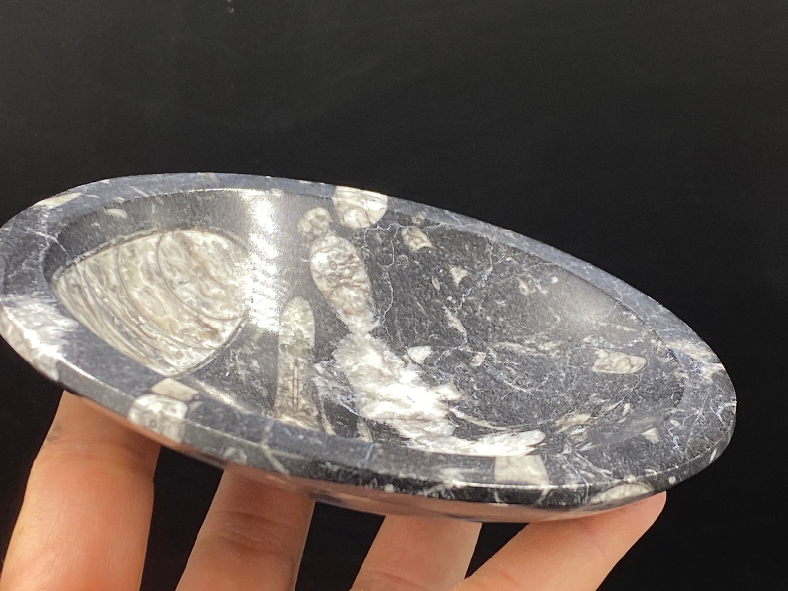 Orthoceras, Fossil, Rock, Natural, Decor, Collectible, Marble Bowl: Fossil Orthoceras Marble Bowl Morocco