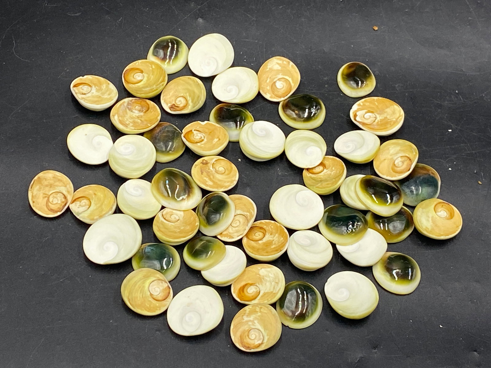 Seashell, Ocean, Beach, Natural, Decor, Collectible, Specimen: Seashell 50 Operculum Cats Eye Turbo Petholatus