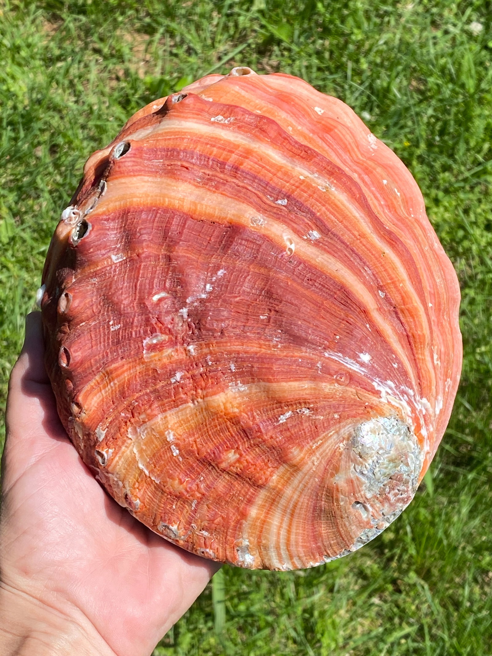 Seashell, Ocean, Beach, Natural, Decor, Collectible, Specimen: Seashell Abalone