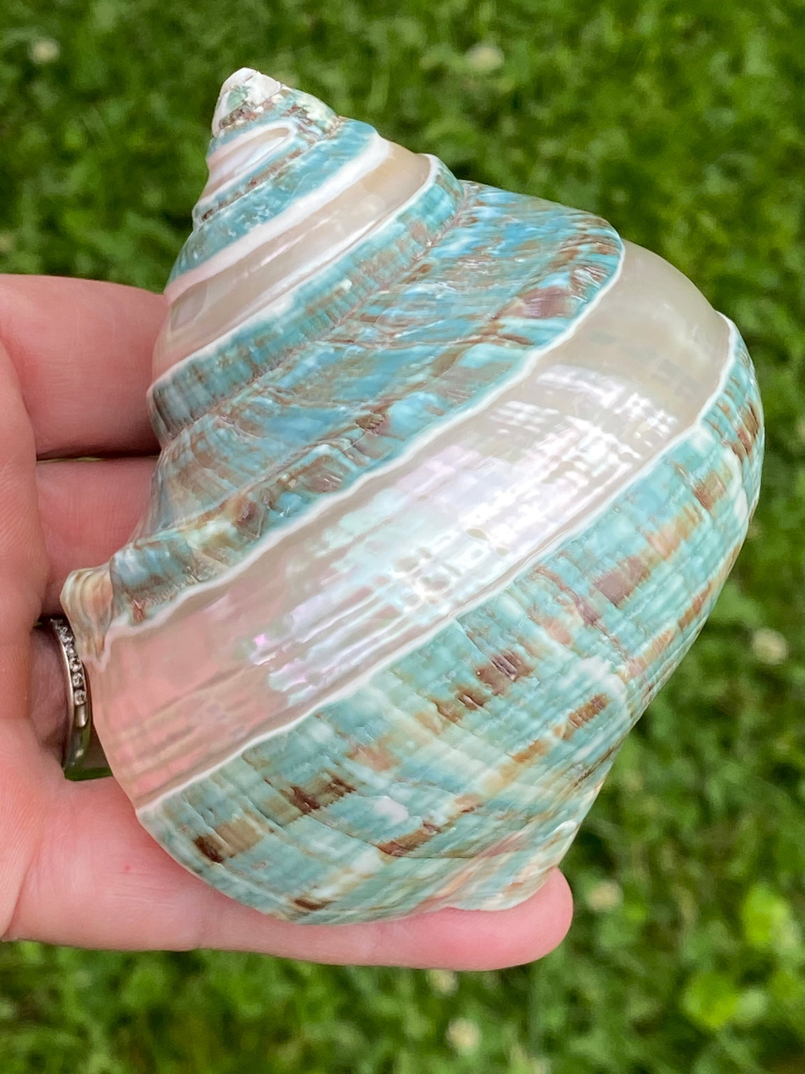 Seashell, Ocean, Beach, Natural, Decor, Collectible, Specimen: Jade Turbo Carved Shell