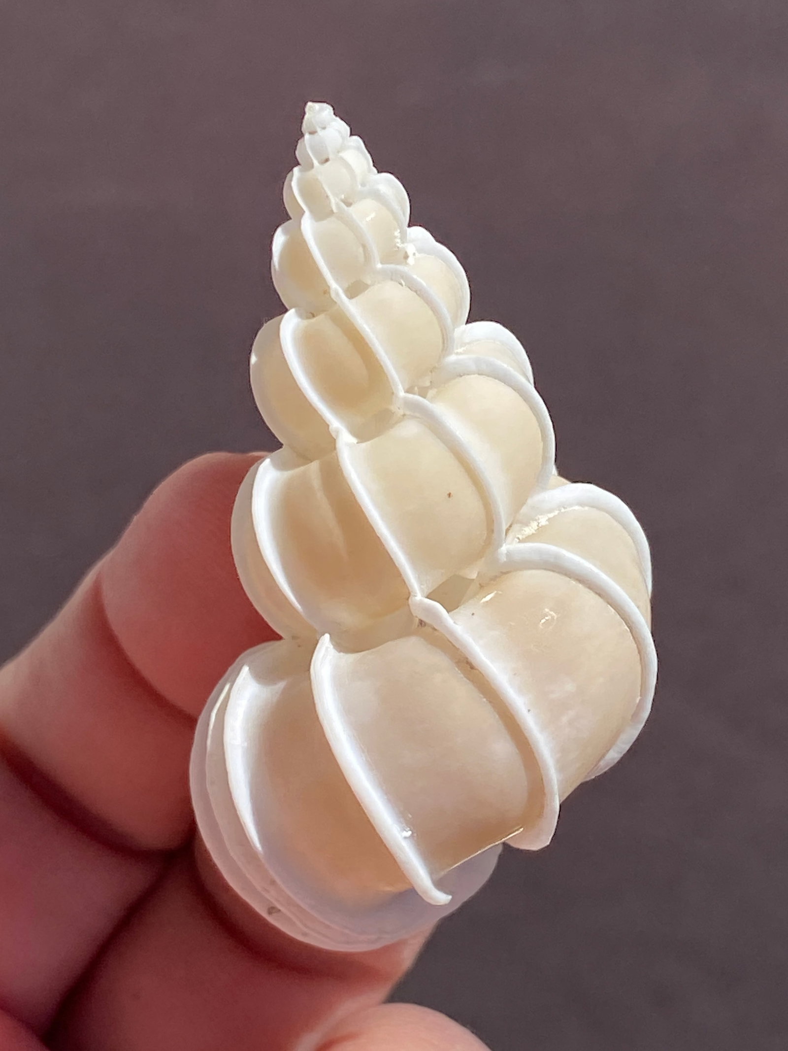 Seashell, Ocean, Beach, Natural, Decor, Collectible, Specimen: Seashell Epitonium Scalare