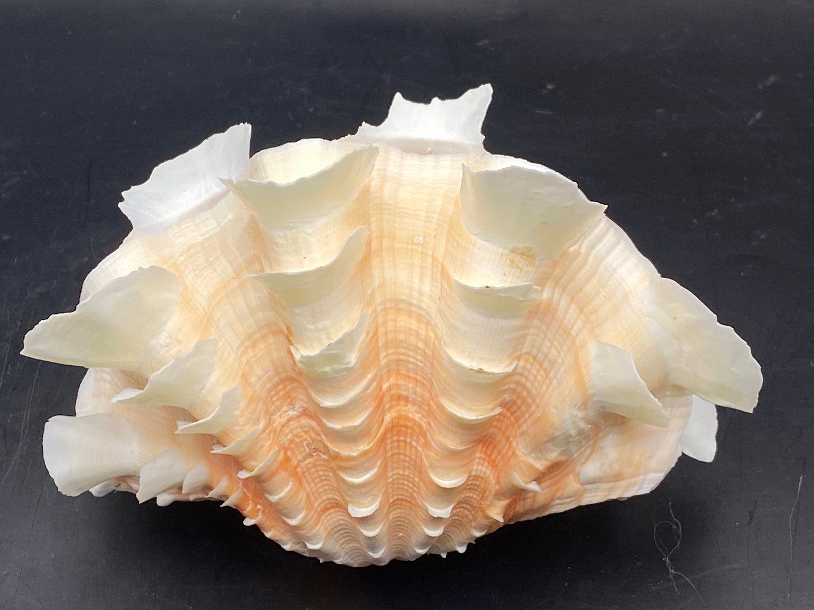 Seashell, Ocean, Beach, Natural, Decor, Collectible, Specimen: Seashell Ruffle Clam Tridacna Squamosa