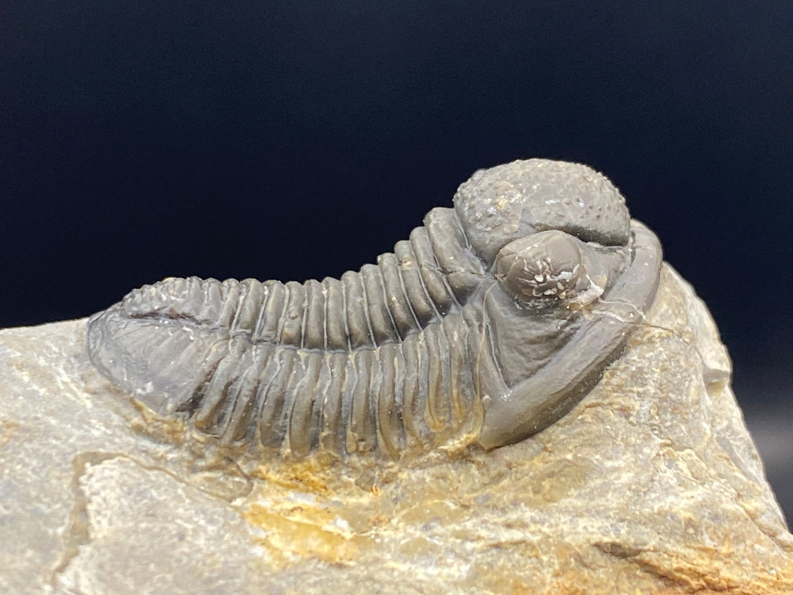 Trilobite, Fossil, Rock, Natural, Collectible, Specimen: Fossil Trilobite Proteous Morocco 2oz