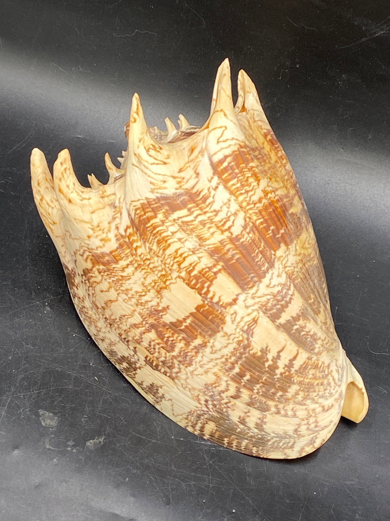 Seashell, Ocean, Beach, Natural, Decor, Collectible, Specimen: Extra Large Voluta imperialis Philippines