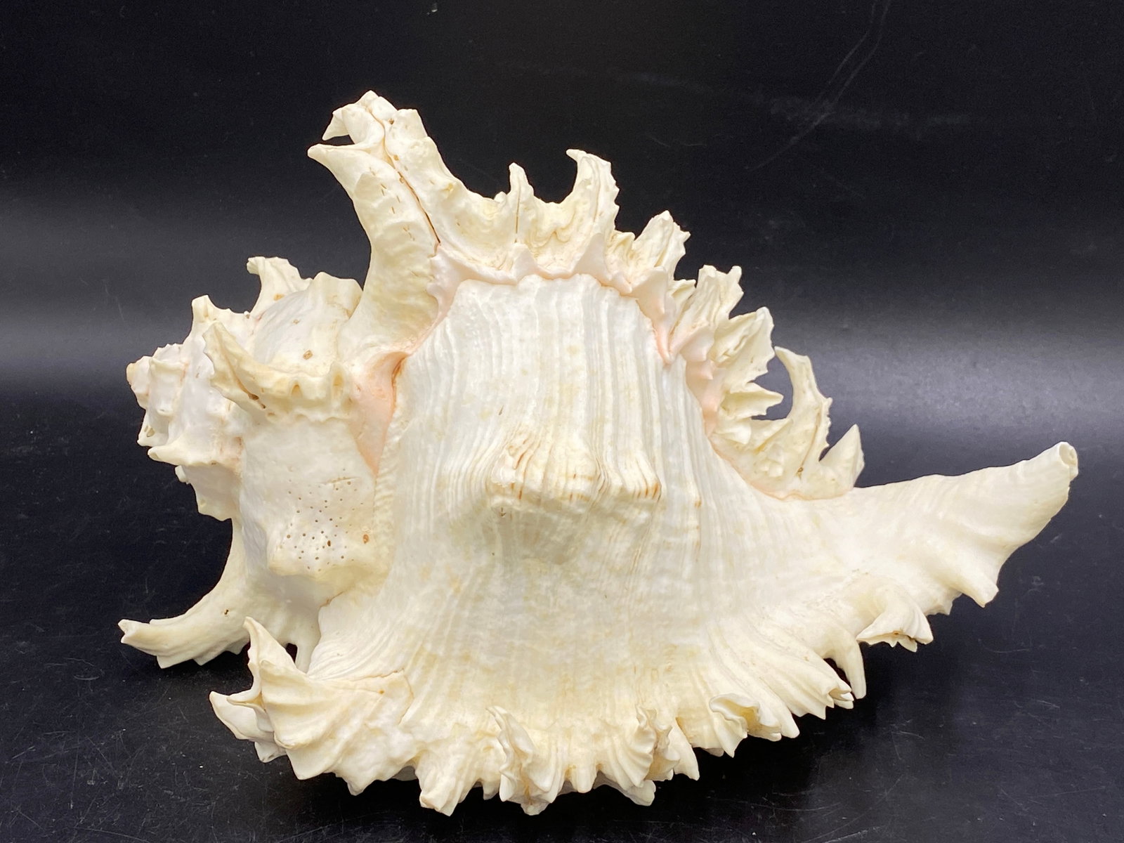 Seashell, Ocean, Beach, Natural, Decor, Collectible, Specimen: Murex Multraramosus Philippines