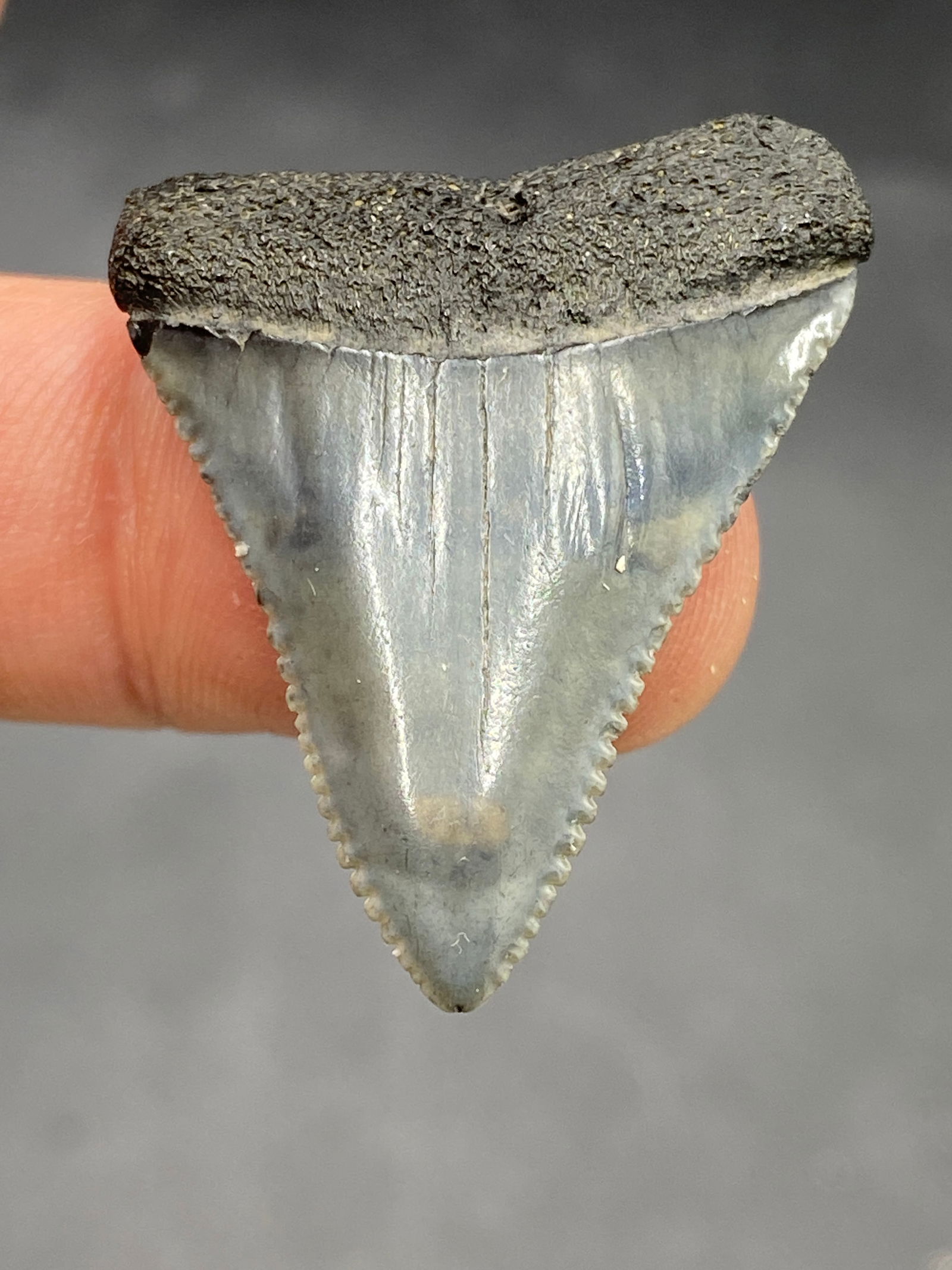 Shark, Fossil, Natural, Collectible, Specimen, Tooth: Fossil Shark Tooth Great White 1.3"
