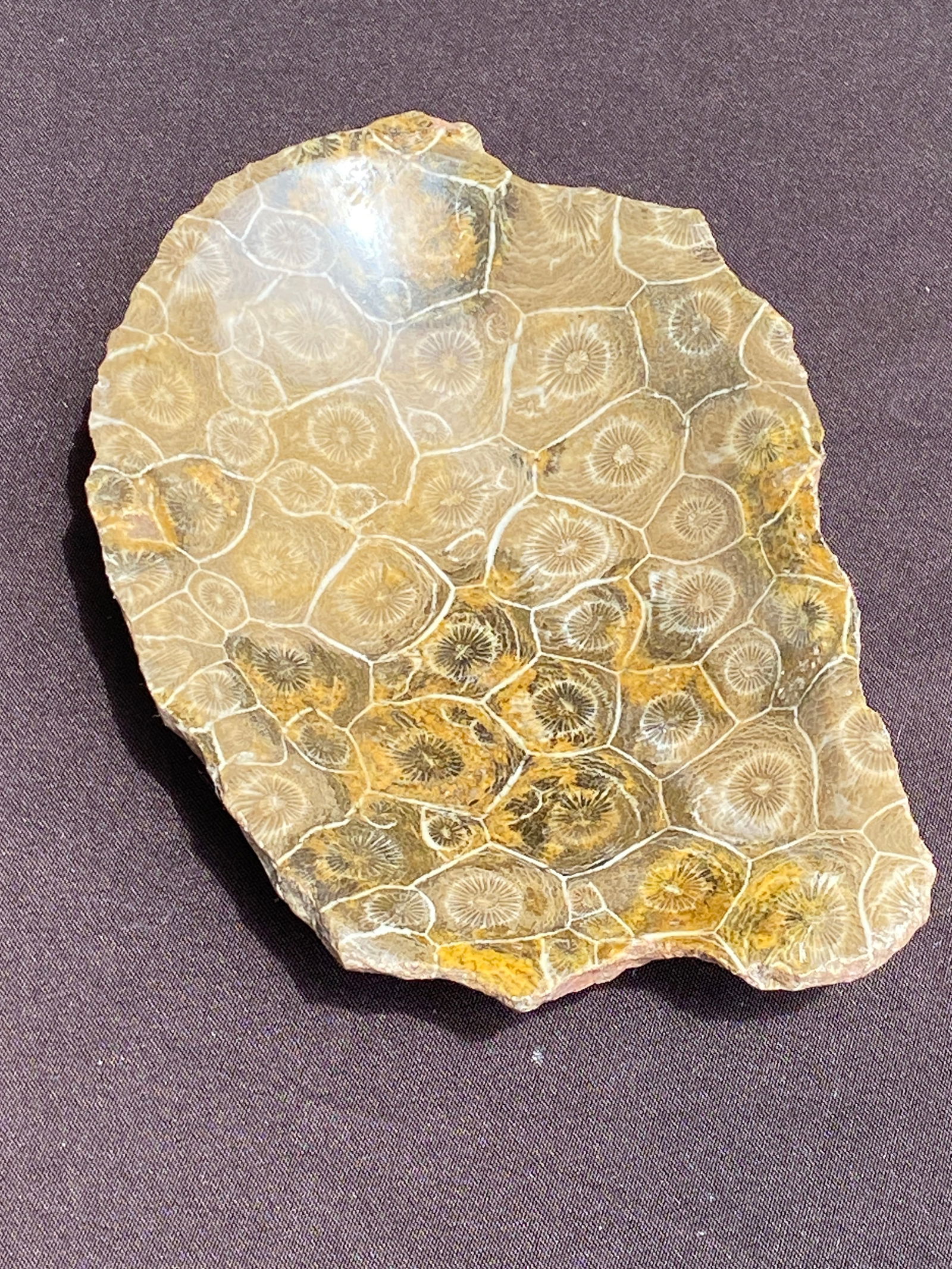 Coral, Fossil, Natural, Decor, Collectible, Dish,: Fossil Coral Soap Dish 5oz