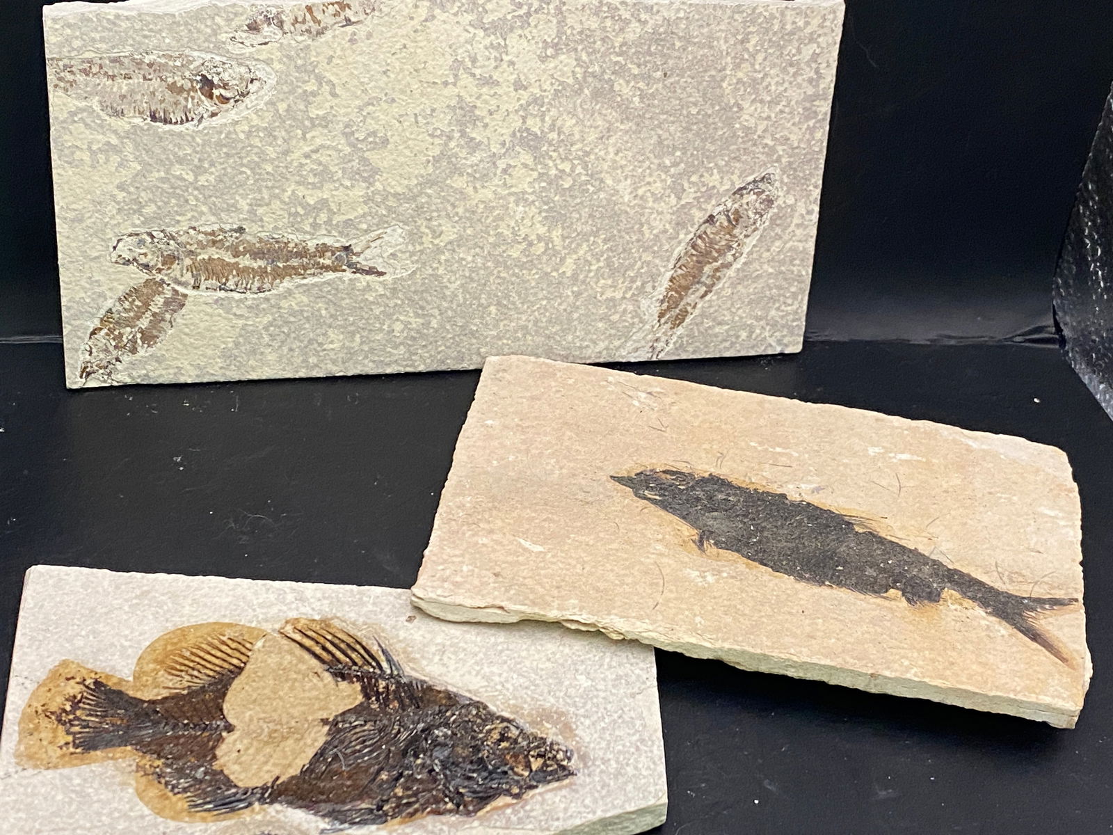 Fish, Fossil, Rock, Natural, Decor, Collectible, Specimen, Green River Formation,: Fossil Fish Mix Cockerellites, Knightia Green River Formation WY