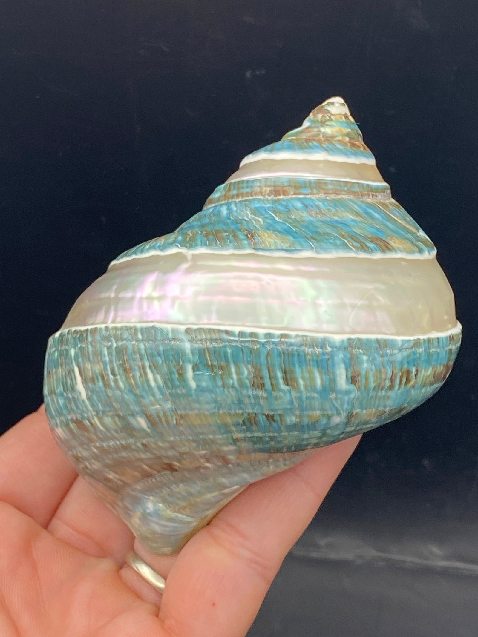 Seashell, Ocean, Beach, Natural, Decor, Collectible, Specimen: Seashell Jade Turbo Carved to Nacre