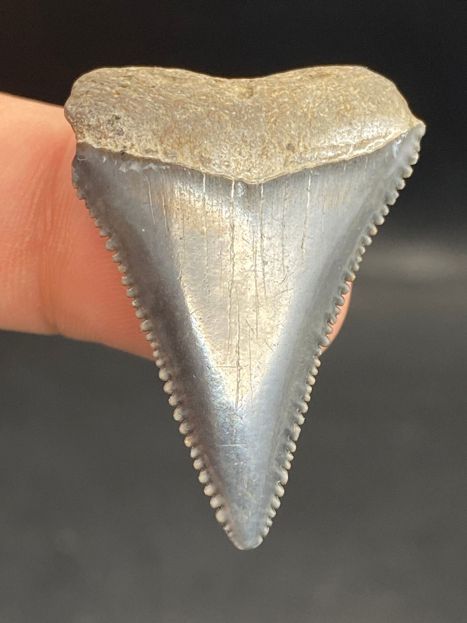 Shark, Fossil, Natural, Collectible, Specimen, Tooth: Fossil Shark Tooth Great White 1.4"