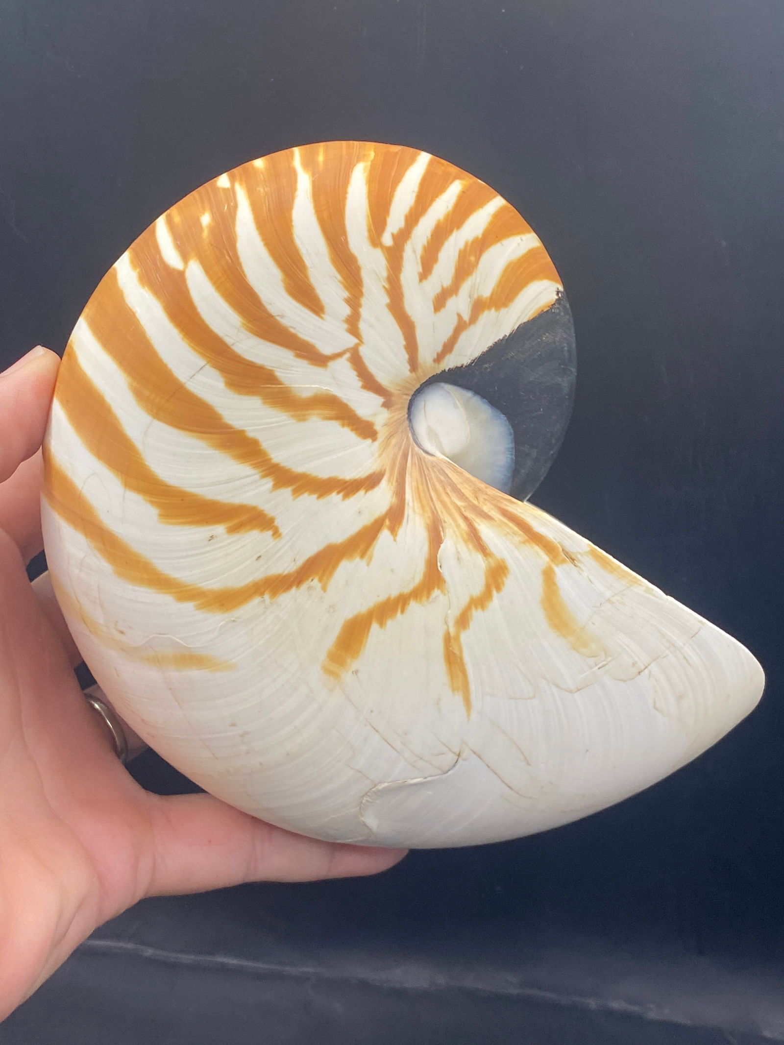 Seashell, Ocean, Beach, Natural, Decor, Collectible, Specimen (1 of 6)