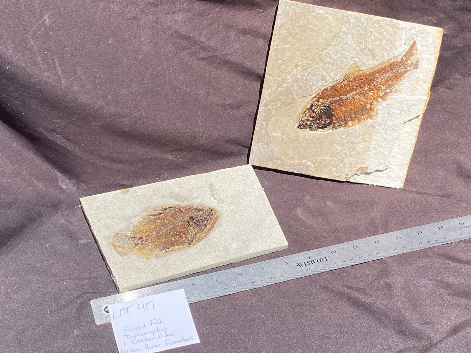 Fish, Fossil, Rock, Natural, Decor, Collectible, Specimen, Green River Formation, (1 of 6)