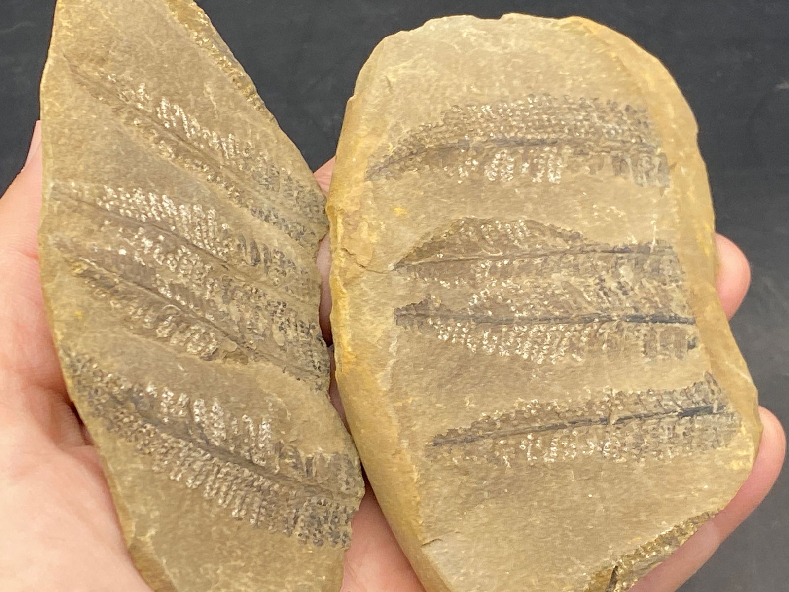Fern, Fossil, Rock, Repaired, Collectible, Specimen,: Repaired Fossil Ferns Pectoperis Mazon Creek Formation IL