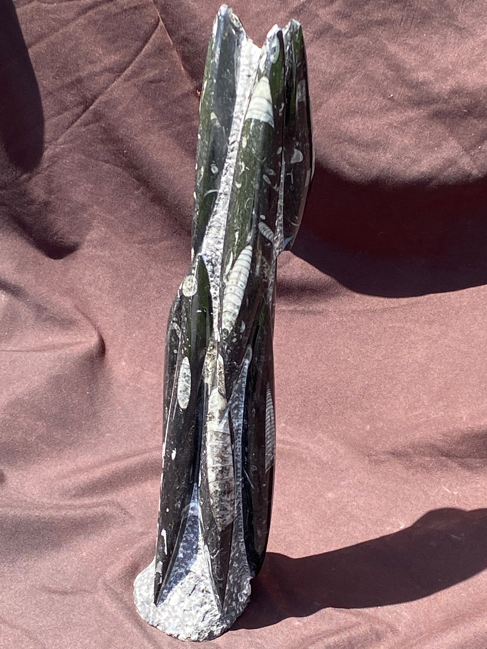 Orthoceras, Fossil, Rock, Natural, Decor, Collectible, Tower (1 of 4)