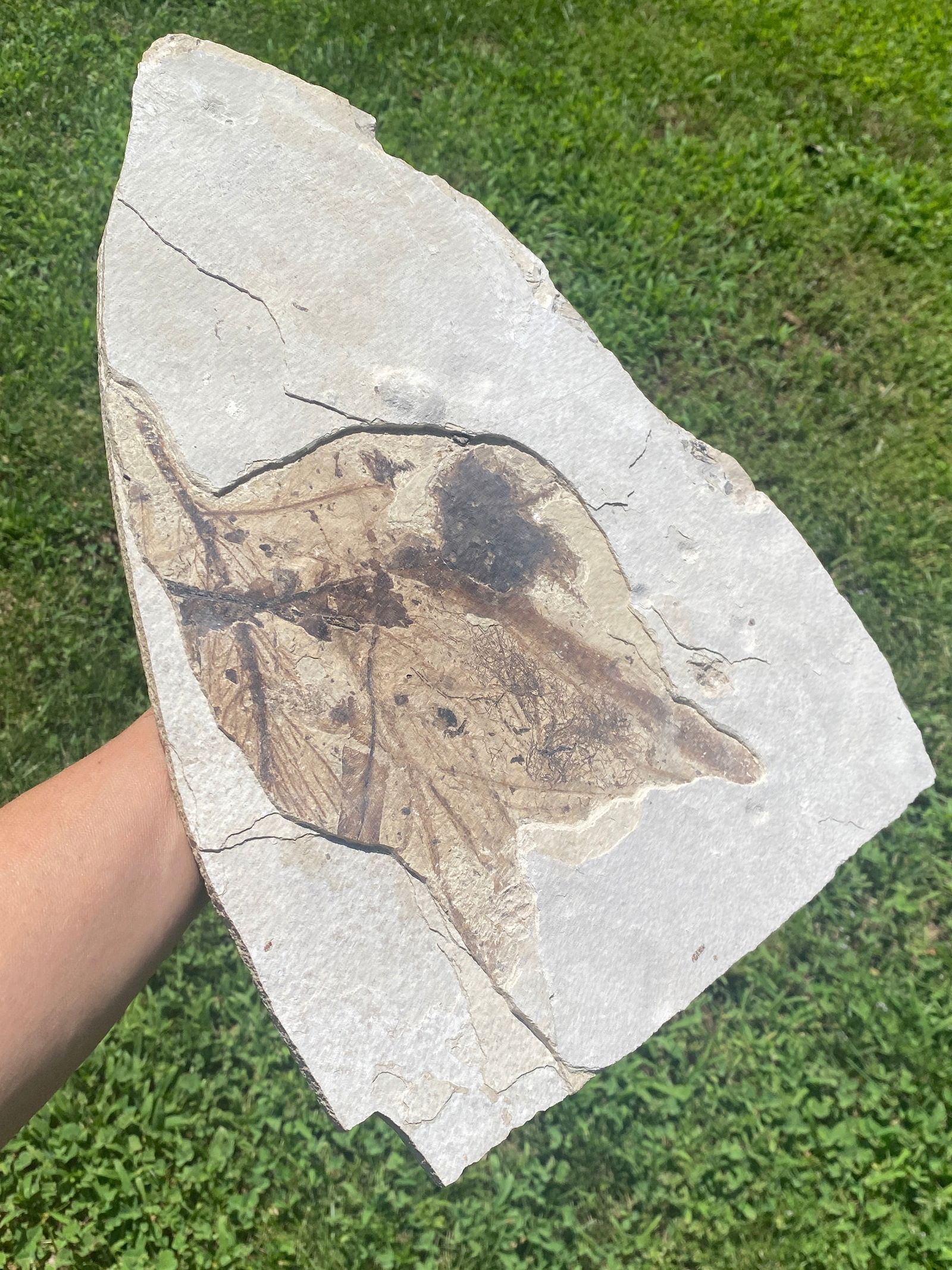 Plant, Fossil, Rock, Natural, Decor, Collectible, Specimen, Green River Formation, (1 of 4)