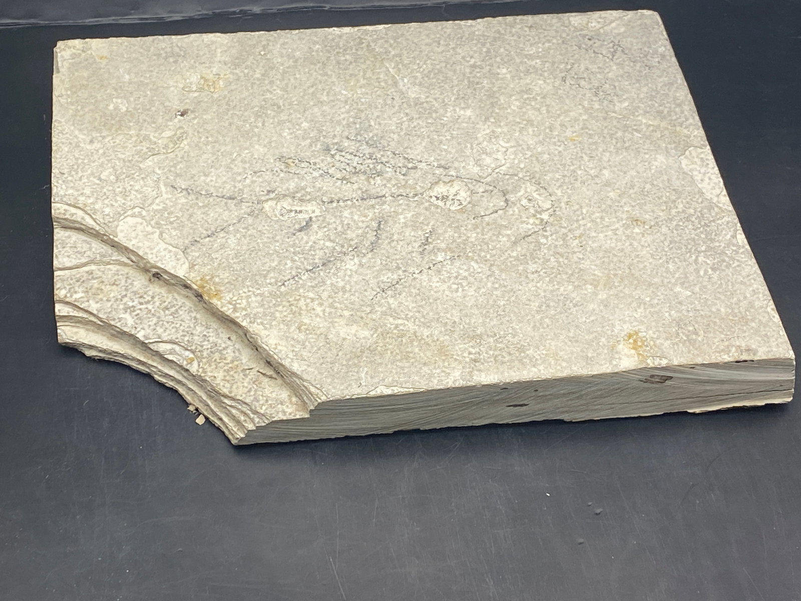 Fish, Fossil, Rock, Natural, Decor, Collectible, Unprepped, Green River Formation,: Fossil Fish Cockerellites (Unprepped) Green River Formation