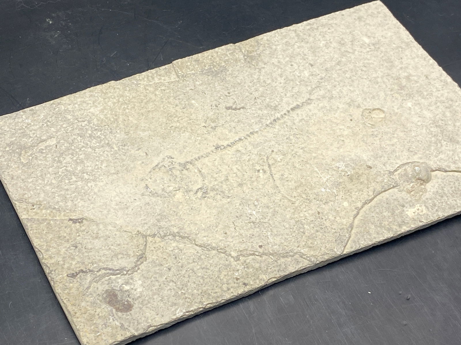 Fish, Fossil, Rock, Natural, Decor, Collectible, Unprepped, Green River Formation, (1 of 5)