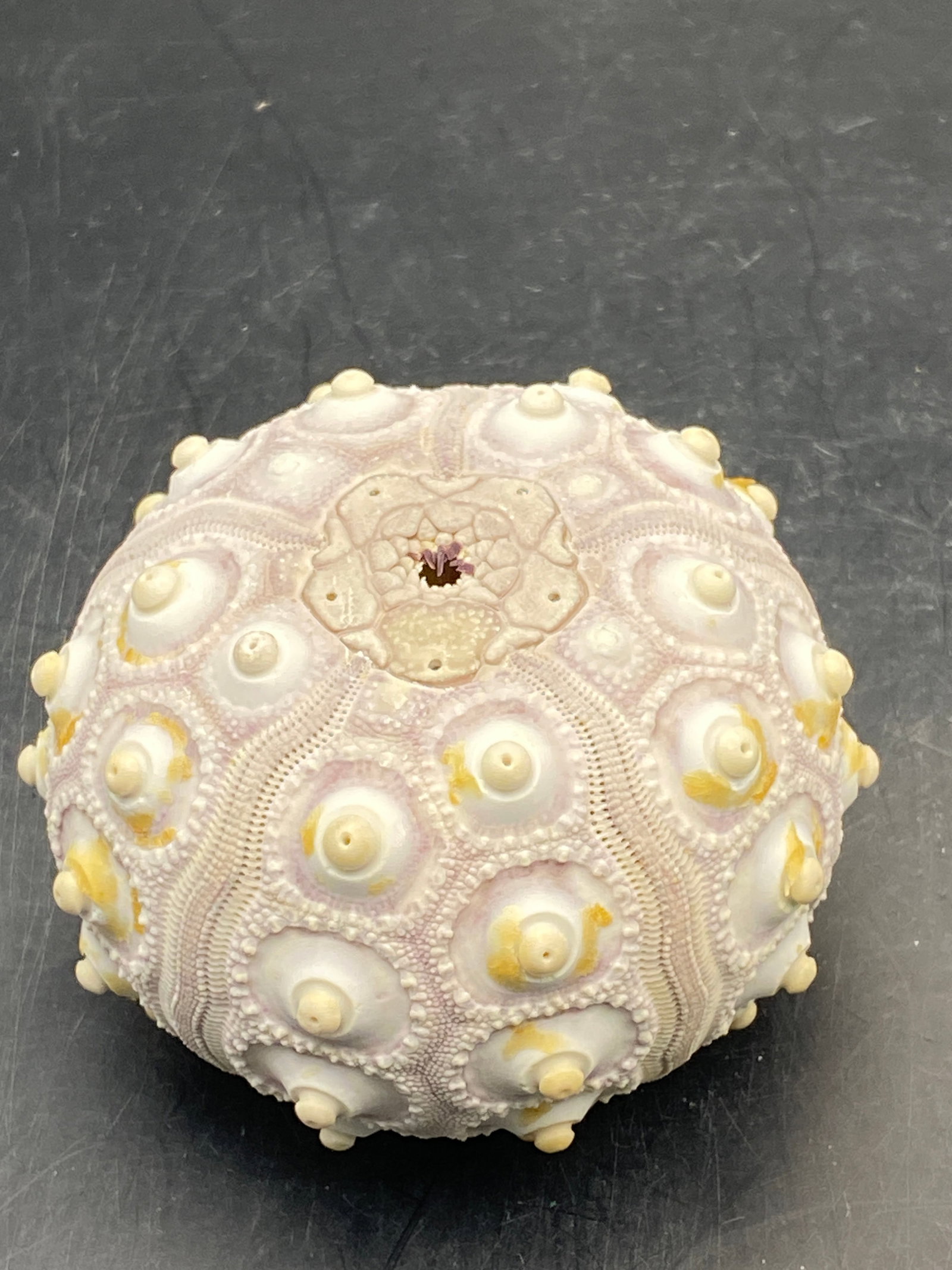 Urchin, Seashell, Ocean, Beach, Natural, Decor, Collectible, Specimen: Sputnik Urchin Prionocidaris Baculosa