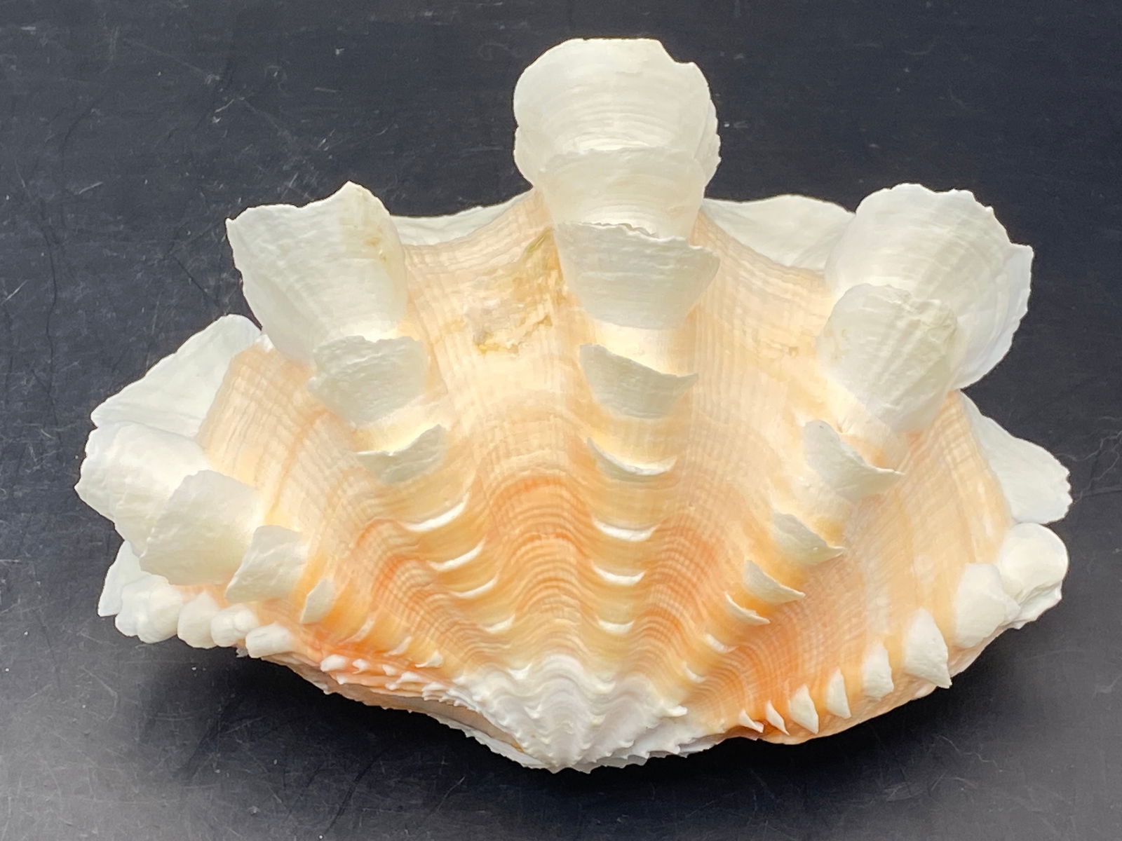 Seashell, Ocean, Beach, Natural, Decor, Collectible, Specimen (1 of 6)