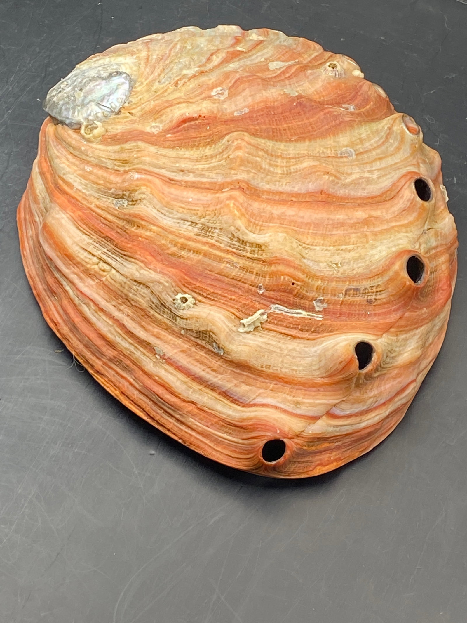 Seashell, Ocean, Beach, Natural, Decor, Collectible, Specimen: Seashell Red Abalone