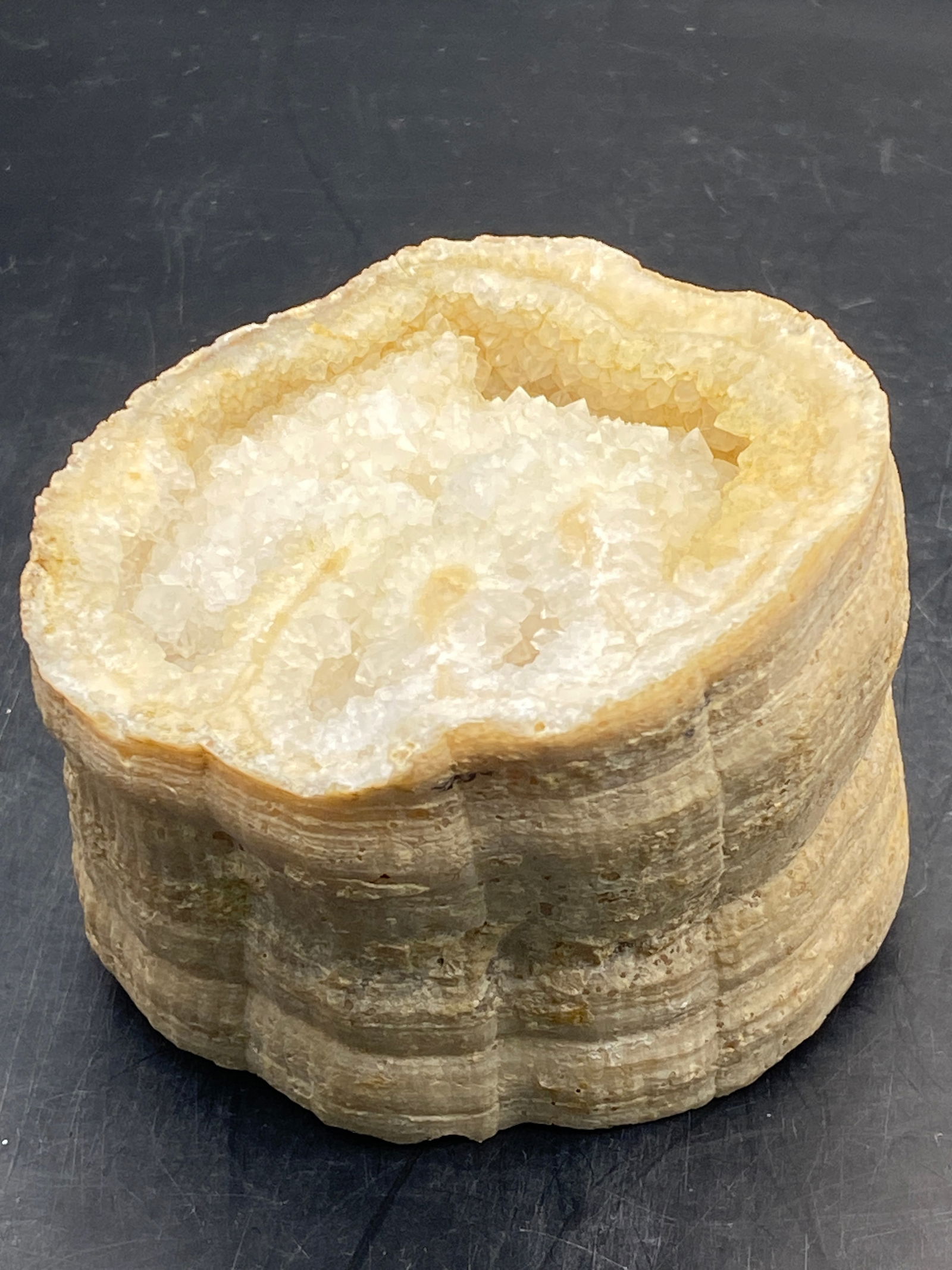 Anemone, Fossil, Natural, Collectible, Specimen, Coral: Fossil Anemone Mimicing Horn Coral Quartz Center 1lb 4oz