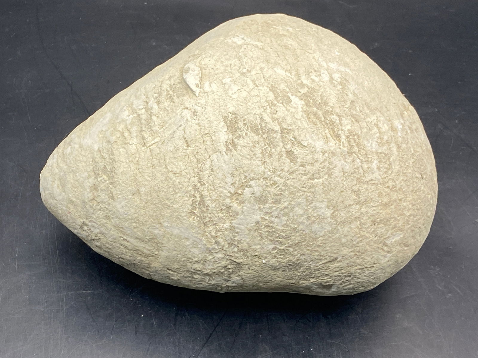 Nodule, Fossil, Natural, Collectible, Specimen,: Fossil Nodule SD 5lb 5oz