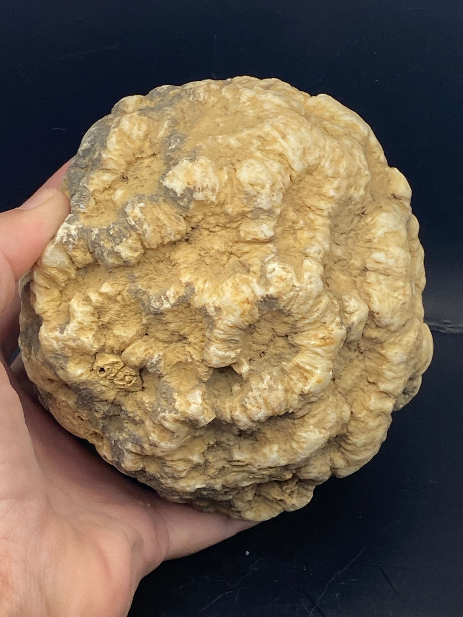 Crinoids, Geode, Fossil, Rock, Natural, Decor, Collectible, (1 of 5)