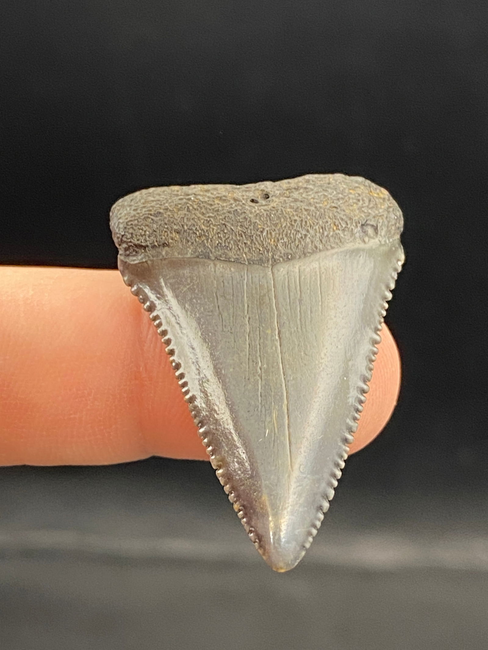 Shark, Fossil, Natural, Collectible, Specimen, Tooth: Fossil Shark Tooth Great White 1.45"